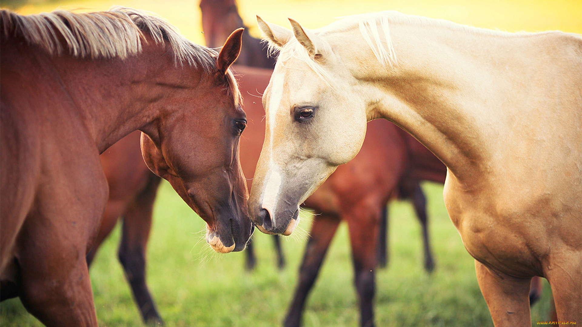 животные, лошади, пара