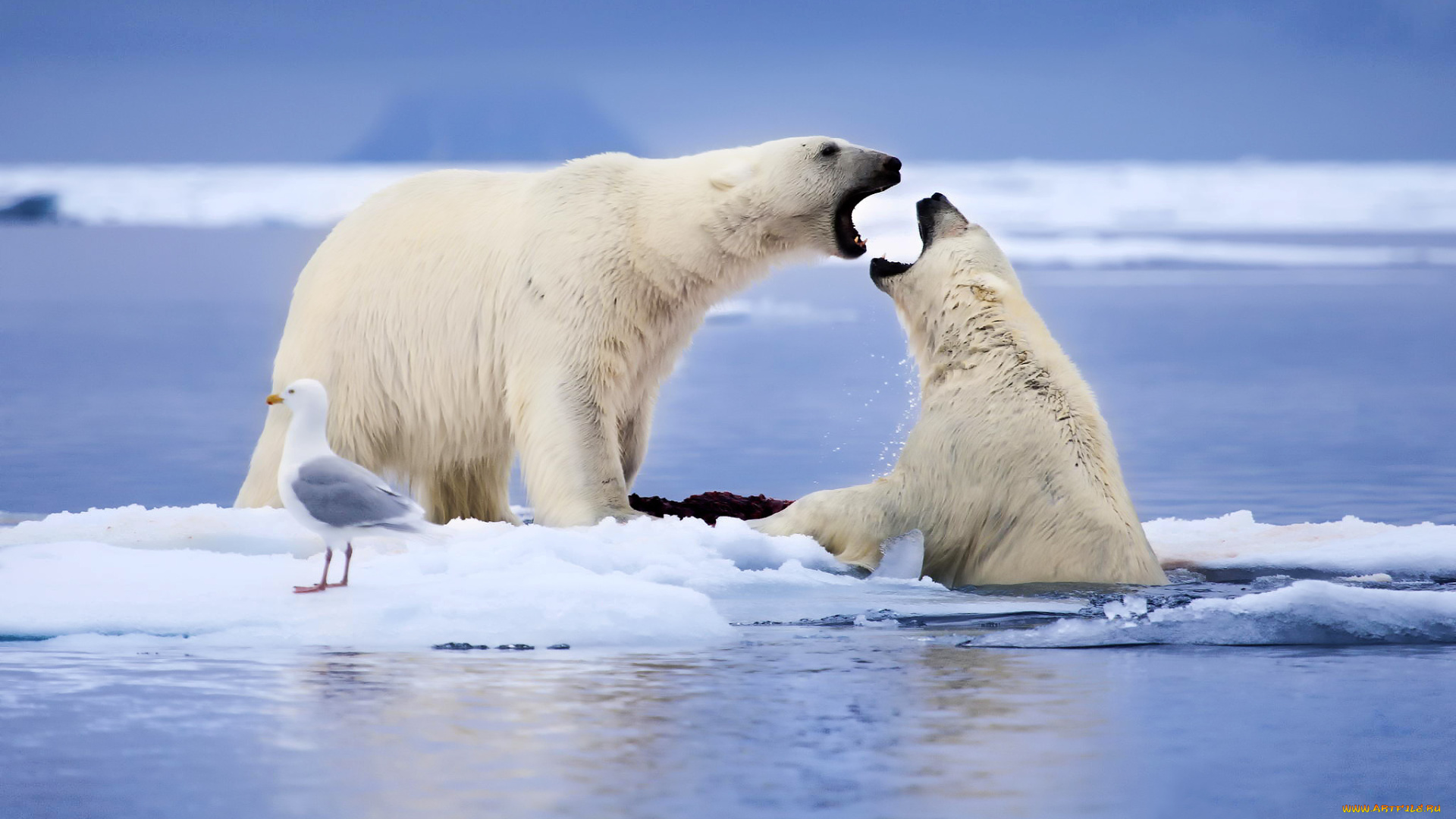 животные, медведи, белые