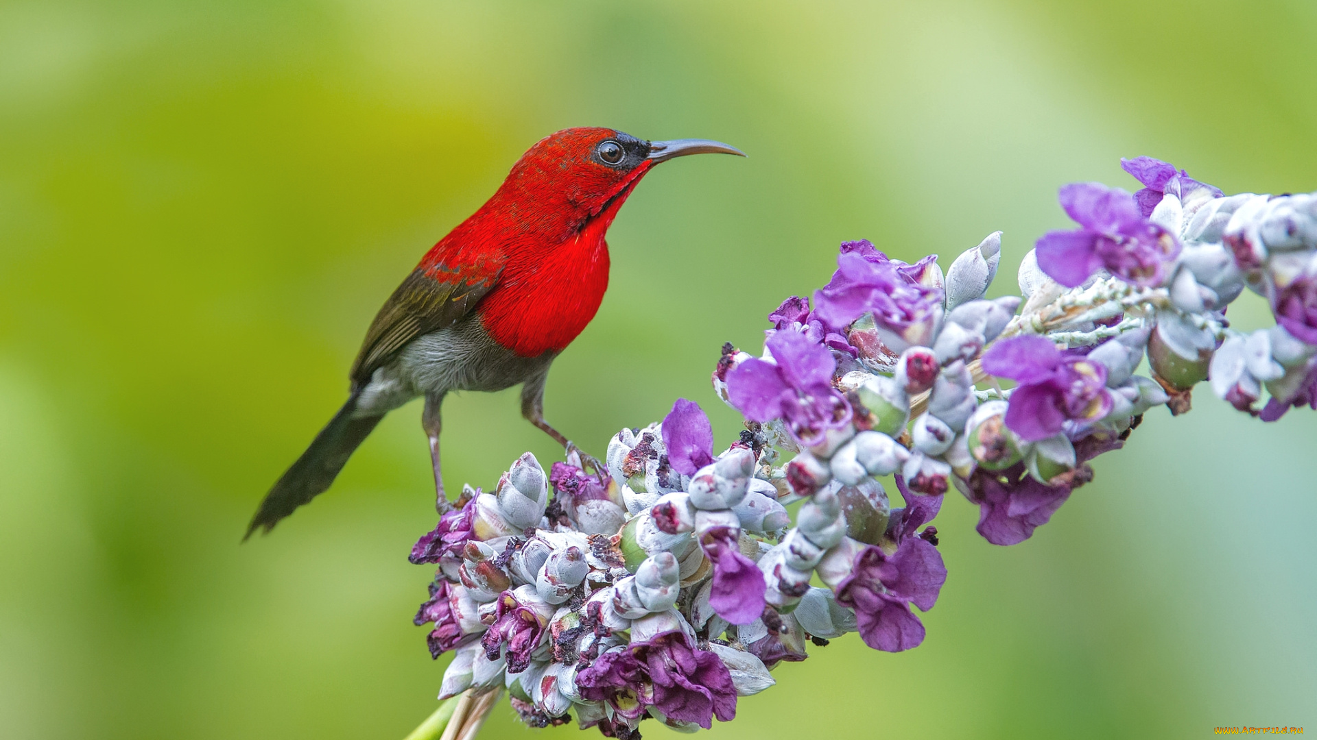 животные, нектарницы, птичка