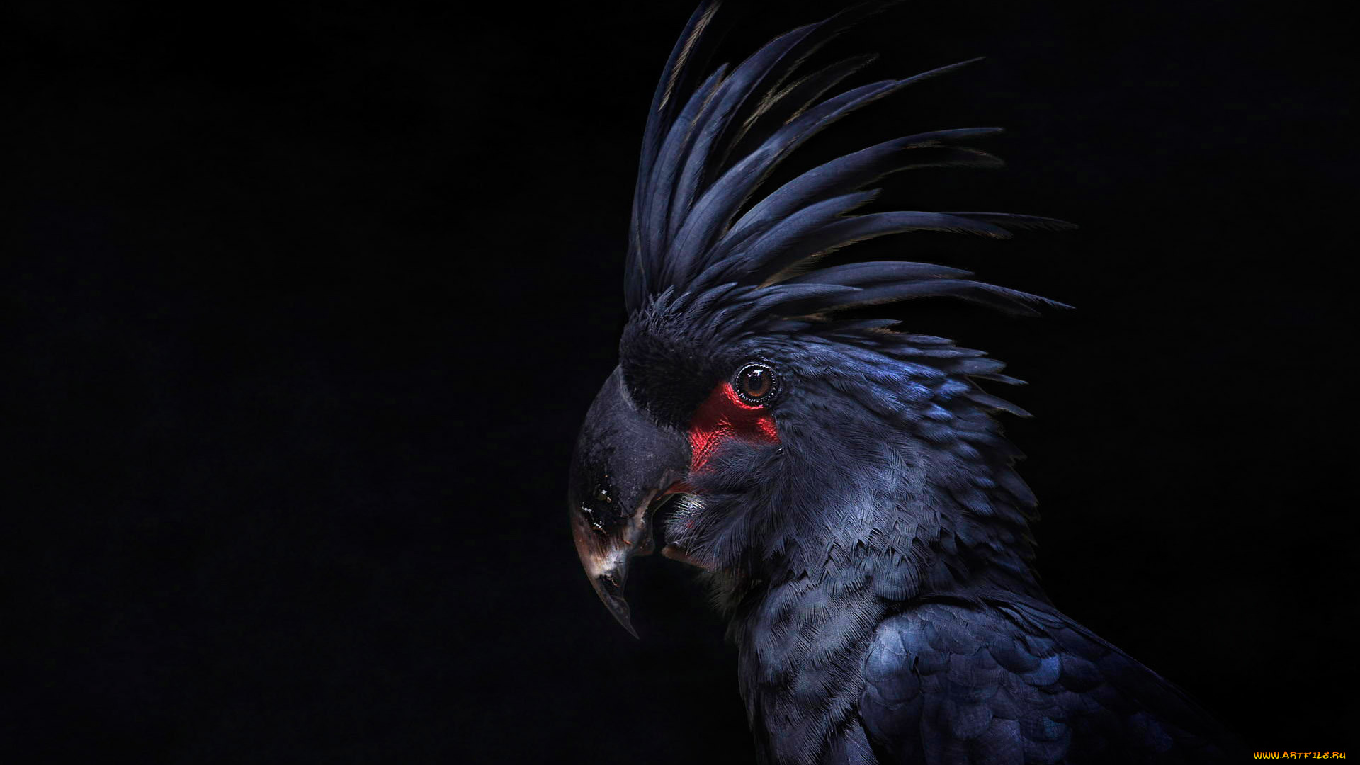 животные, попугаи, черный, фон, какаду, перья, птица, хохолок, попугай