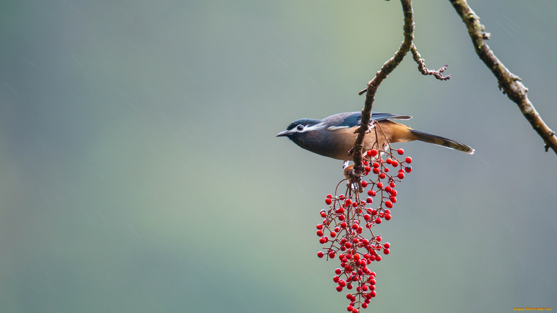 животные, птицы, фон, птица, ягоды, ветка