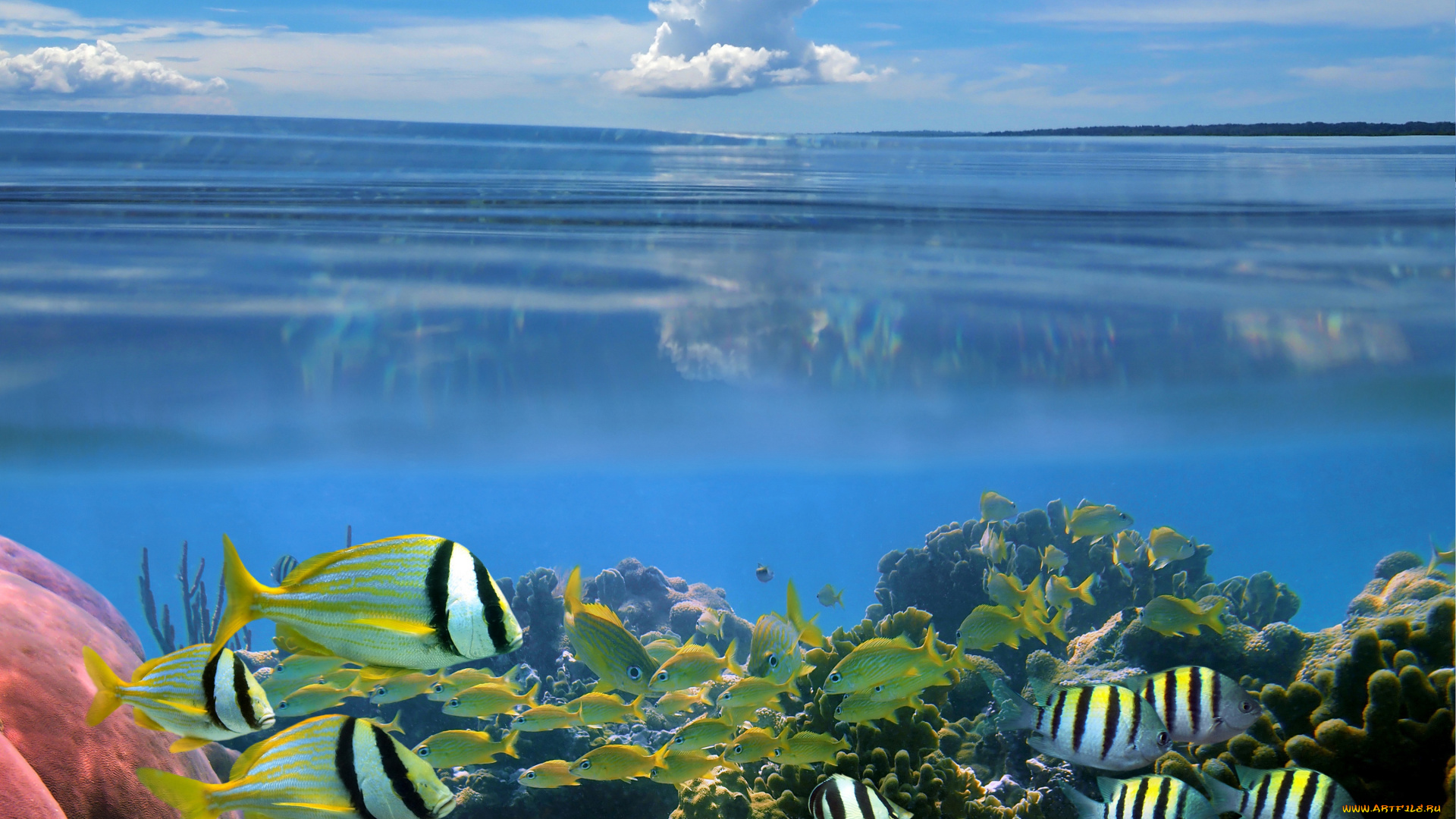 животные, рыбы, кораллы, море, морское, дно