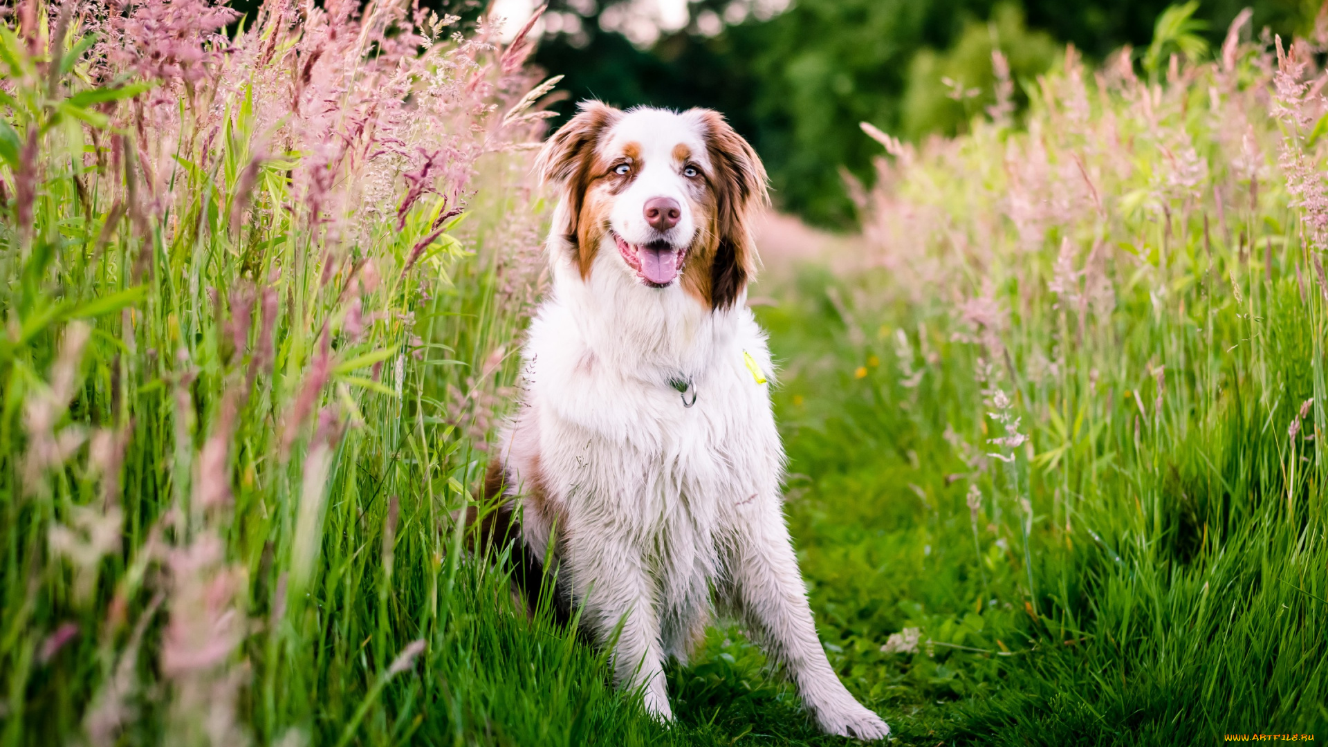 животные, собаки, луг, природа, трава, австралийская, овчарка, собака