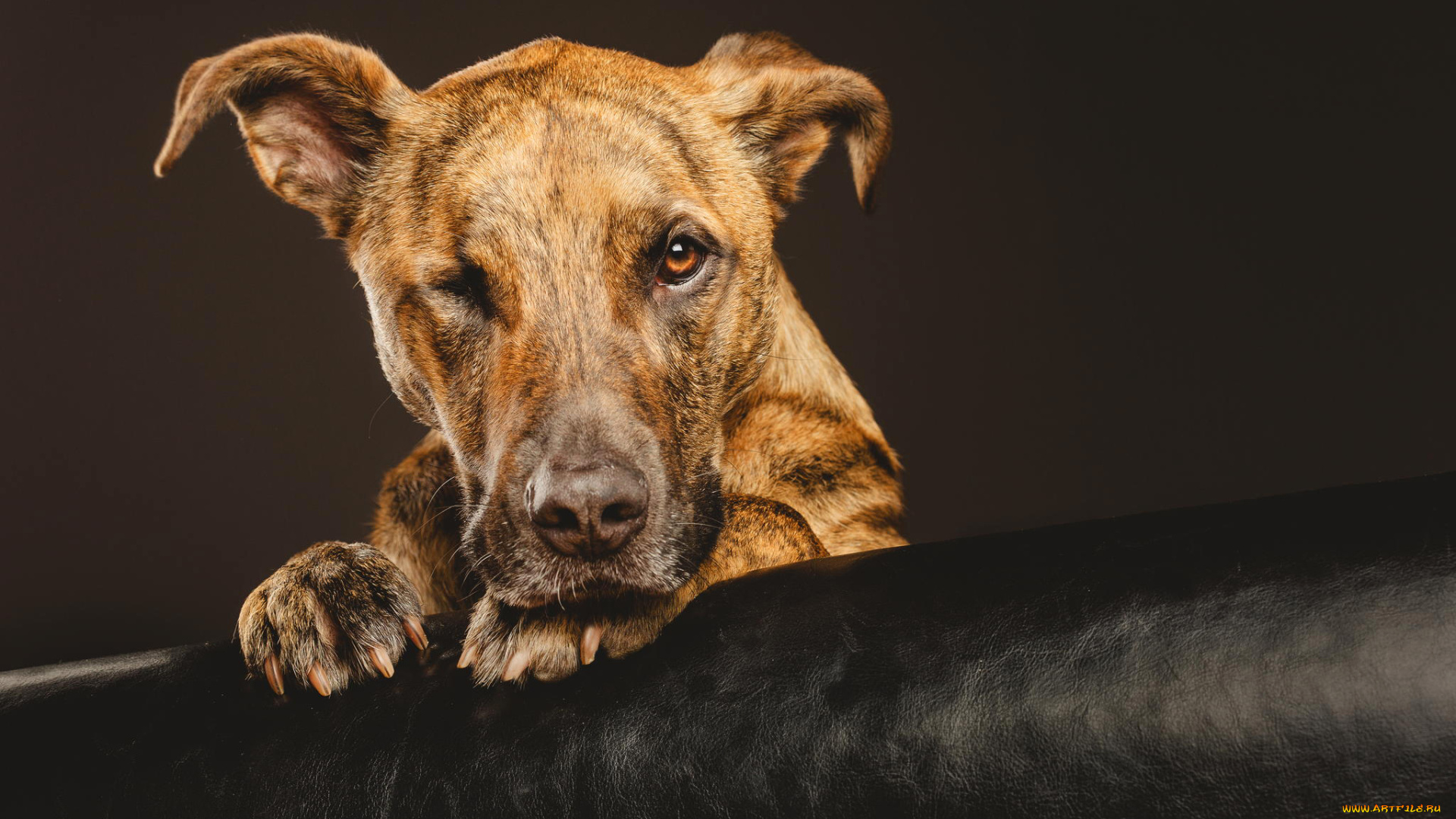 животные, собаки, пес, собака, морда, взгляд, лапы, фон