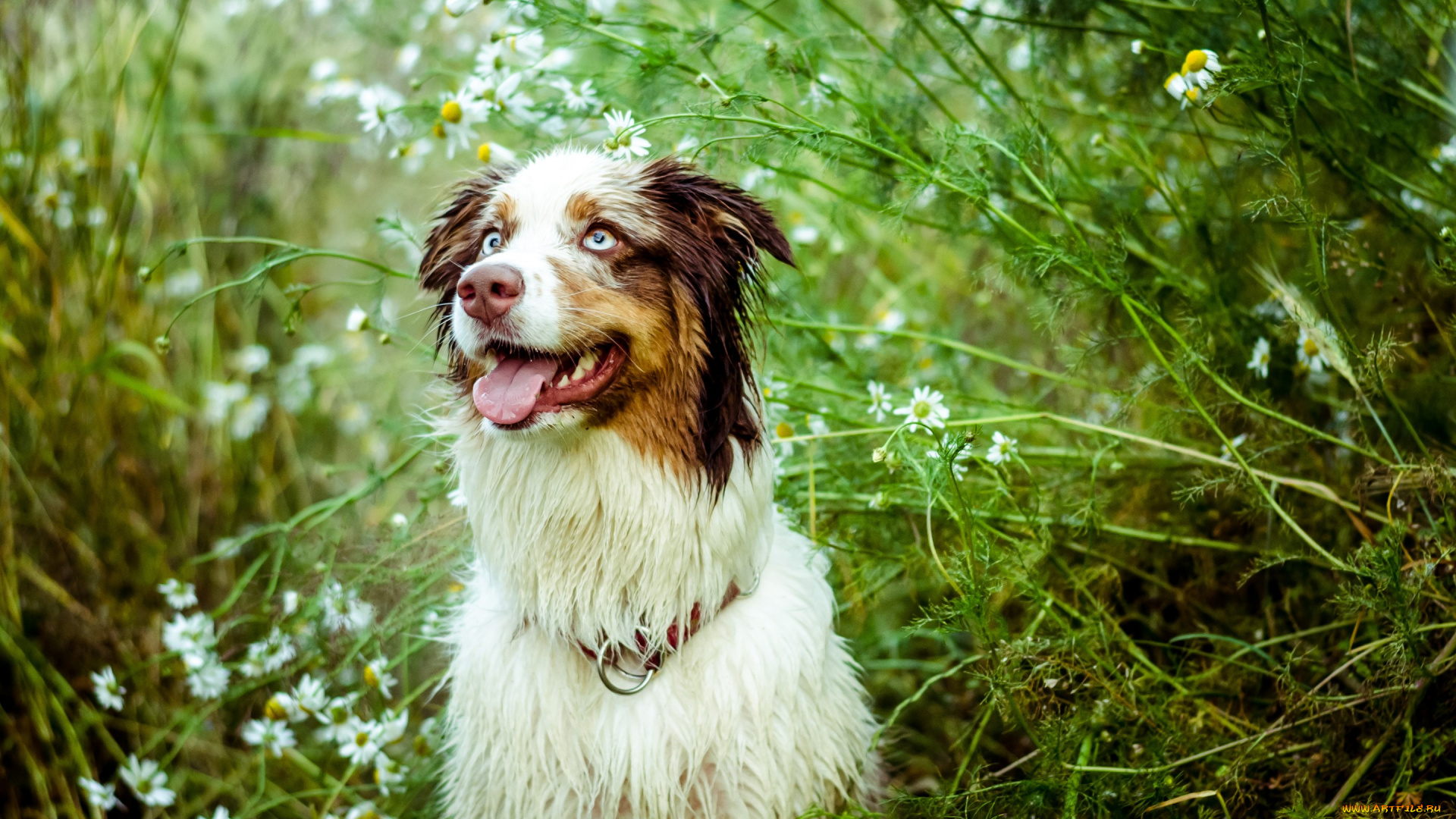 животные, собаки, язык, взгляд, австралийская, овчарка, собака, природа, ромашки, кусты