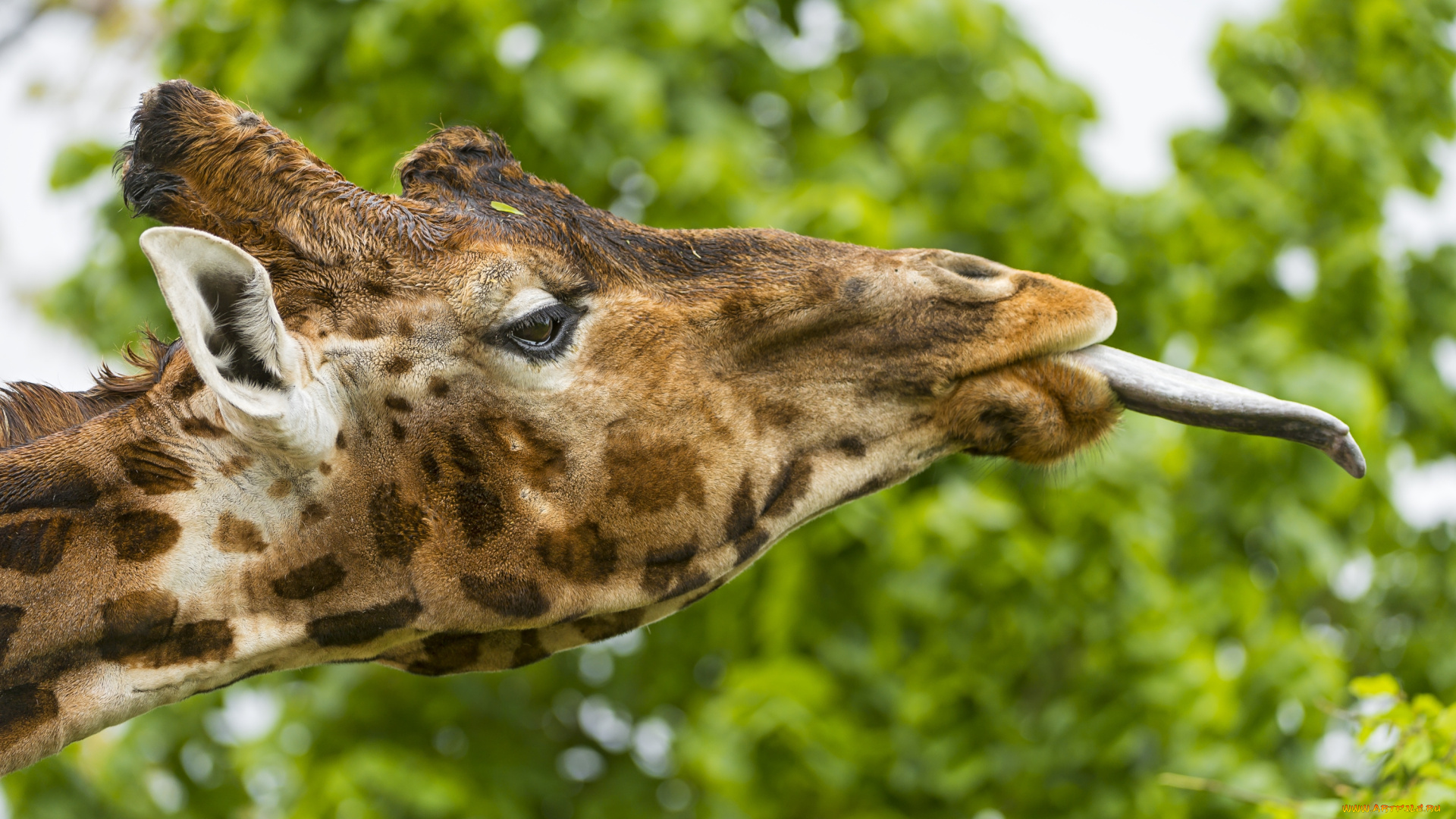 животные, жирафы, язык