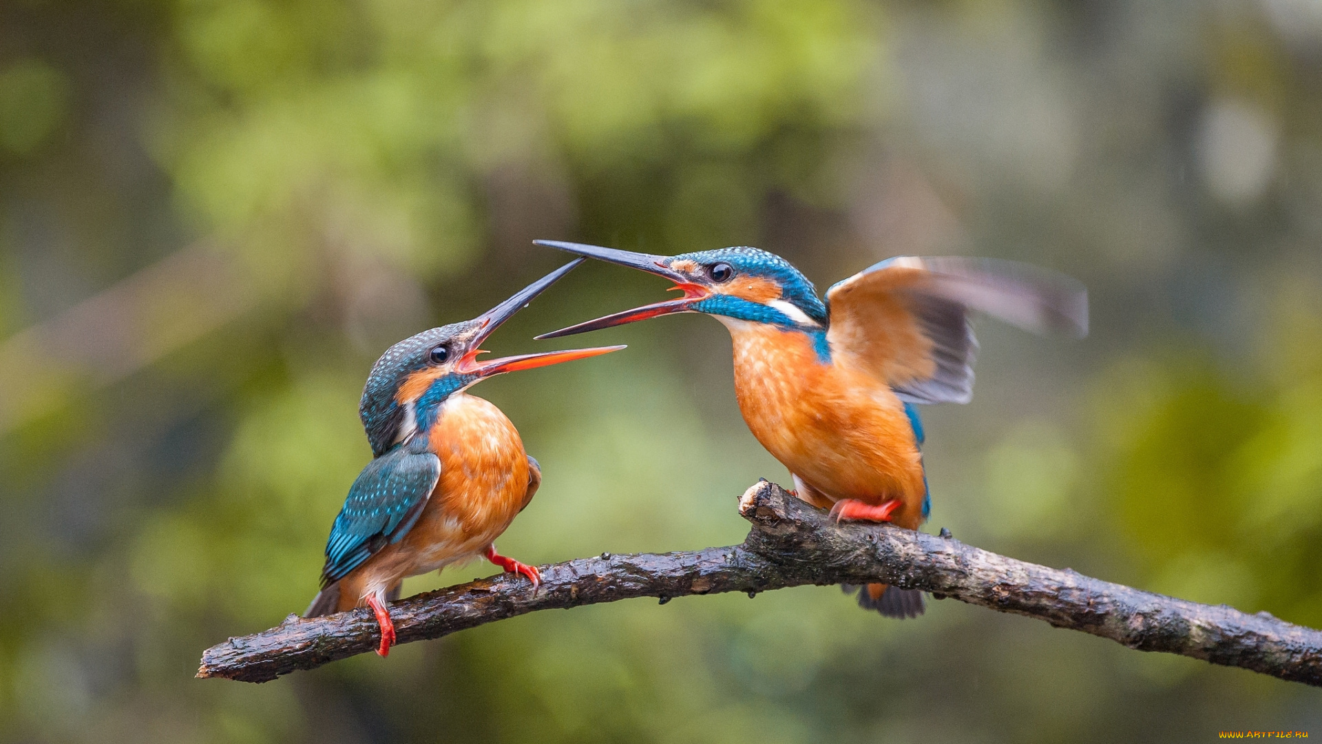 животные, зимородки, птицы, ветка, ссора