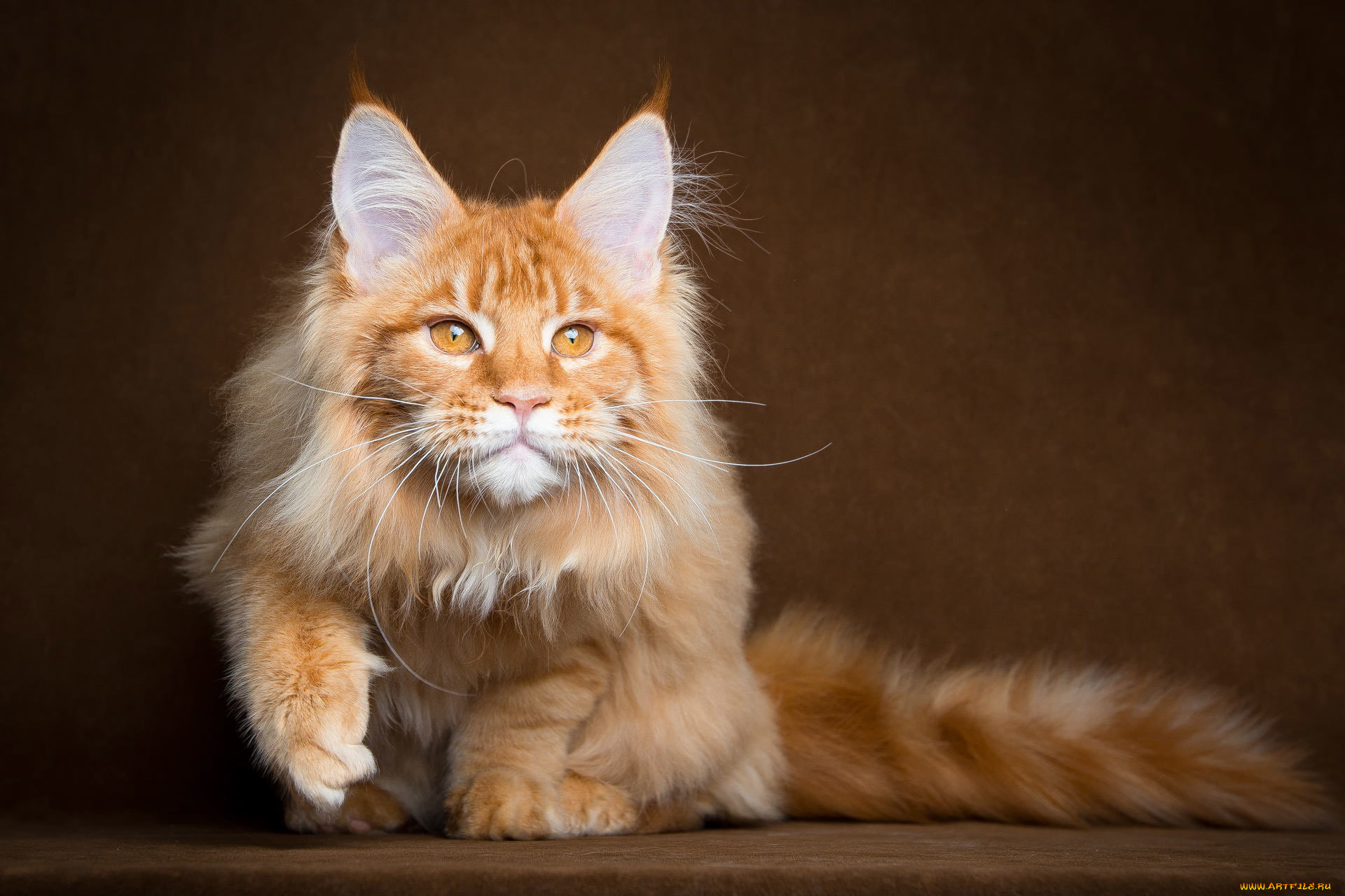 животные, коты, пушистый, рыжий, мейн-кун, кот