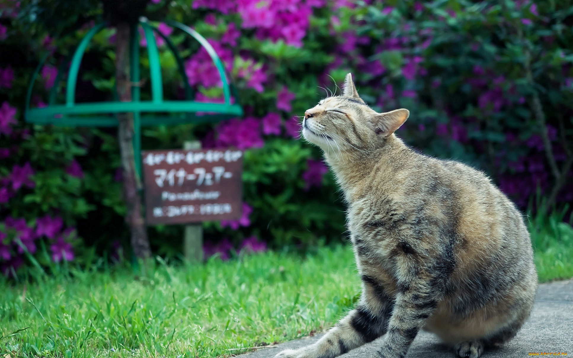 животные, коты, трава, цветы, сад, природа, кошка, серая