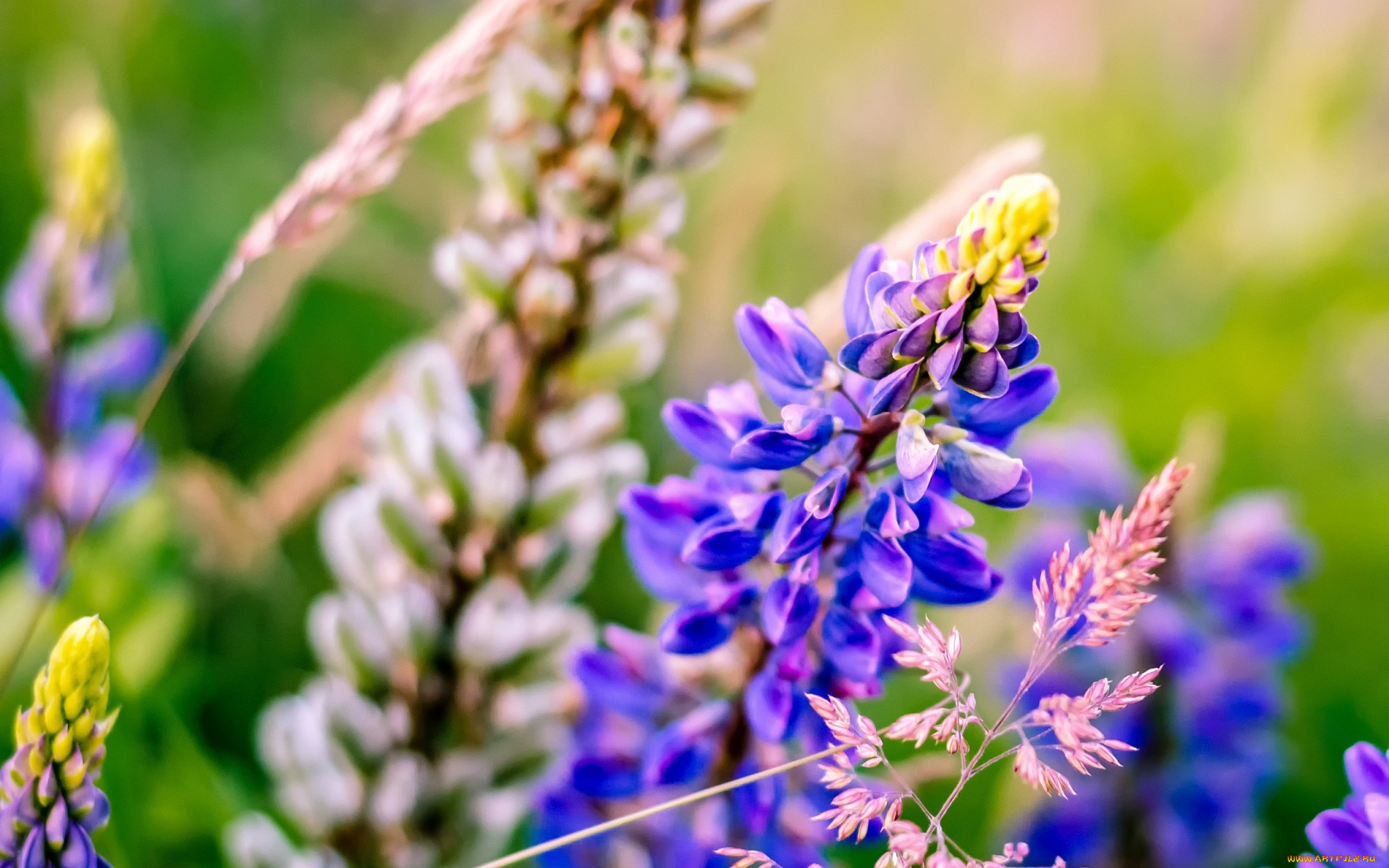 цветы, люпин