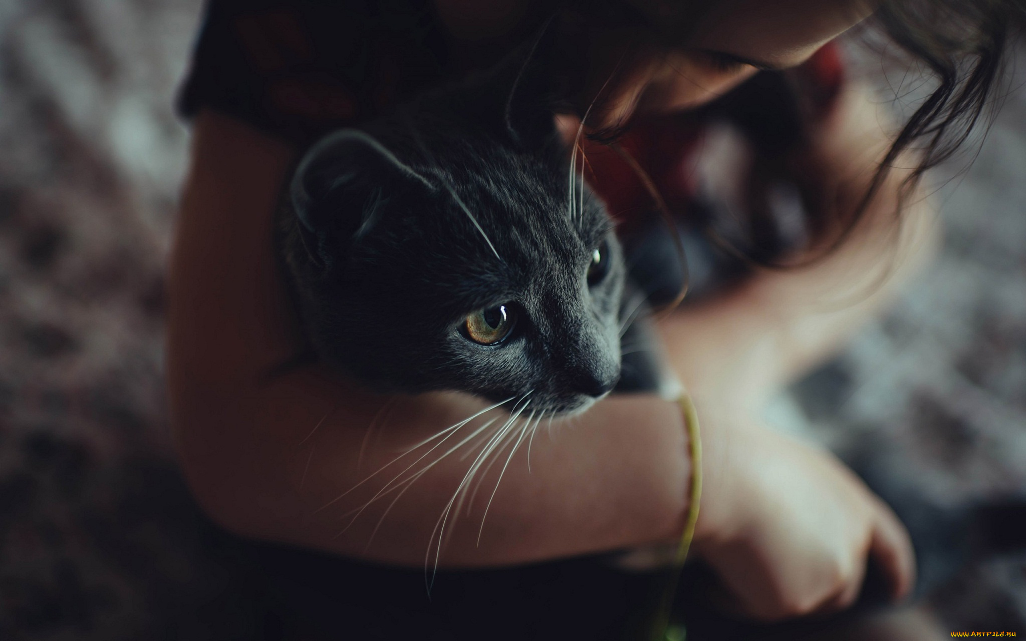 животные, коты, кошка, серая