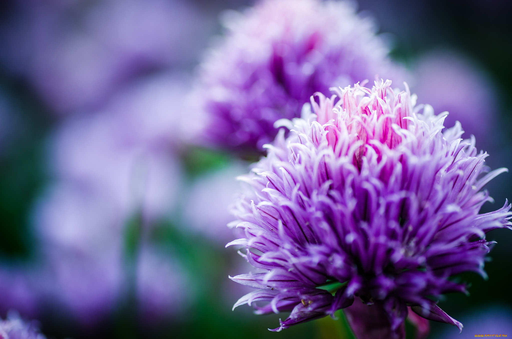 цветы, аллиум, , декоративный, лук, боке, макро, сиреневые, лук