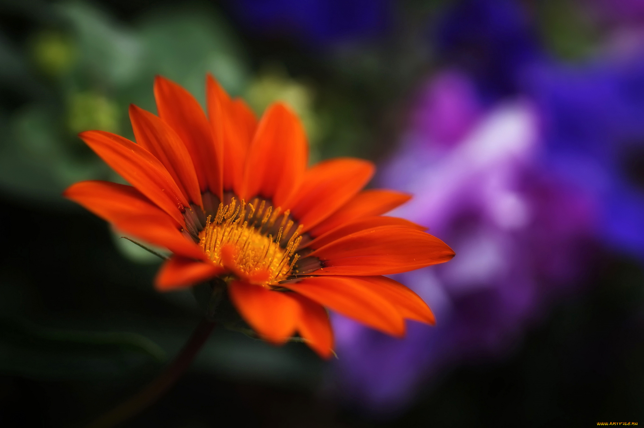 цветы, газания, размытость, лепестки, цветок, красный