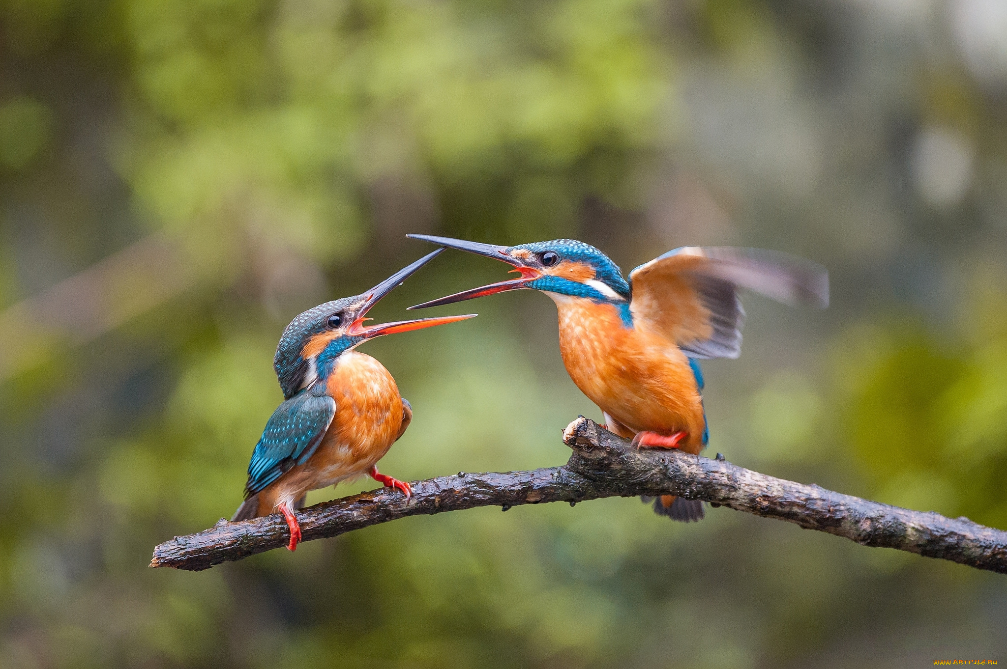 животные, зимородки, птицы, ветка, ссора