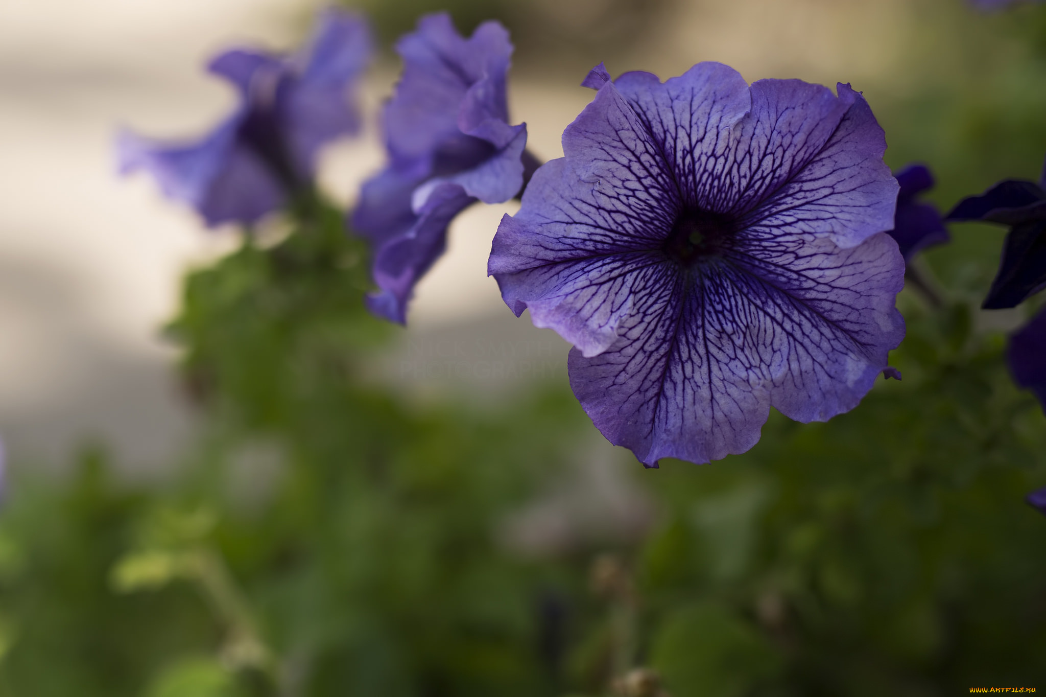 цветы, петунии, , калибрахоа, цветение, фиолетовые