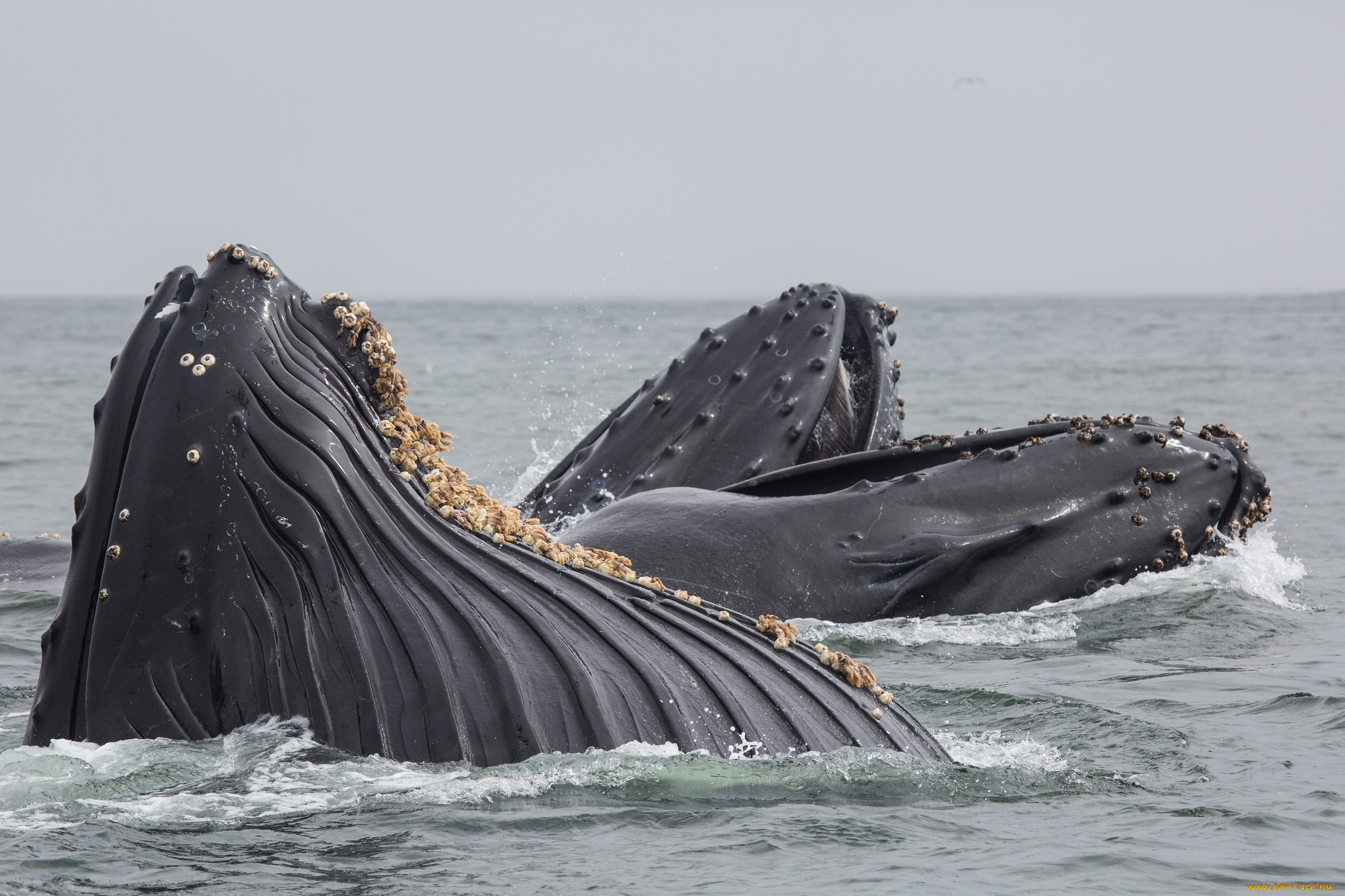 животные, киты, , кашалоты