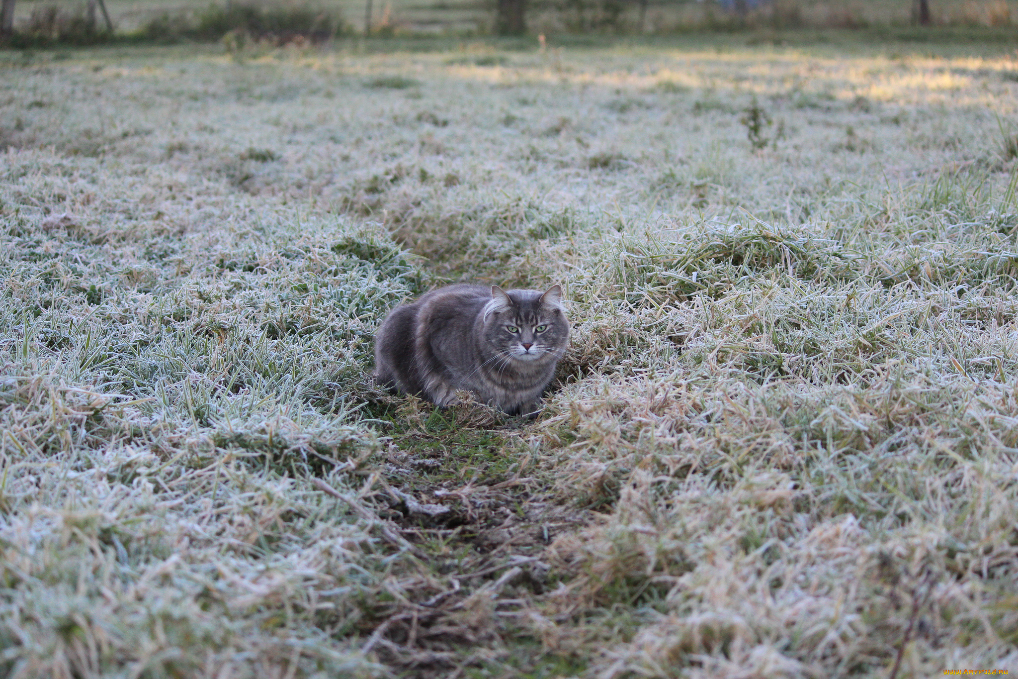 животные, коты, заморозки, иней, рава, серая, кошка, тропинка