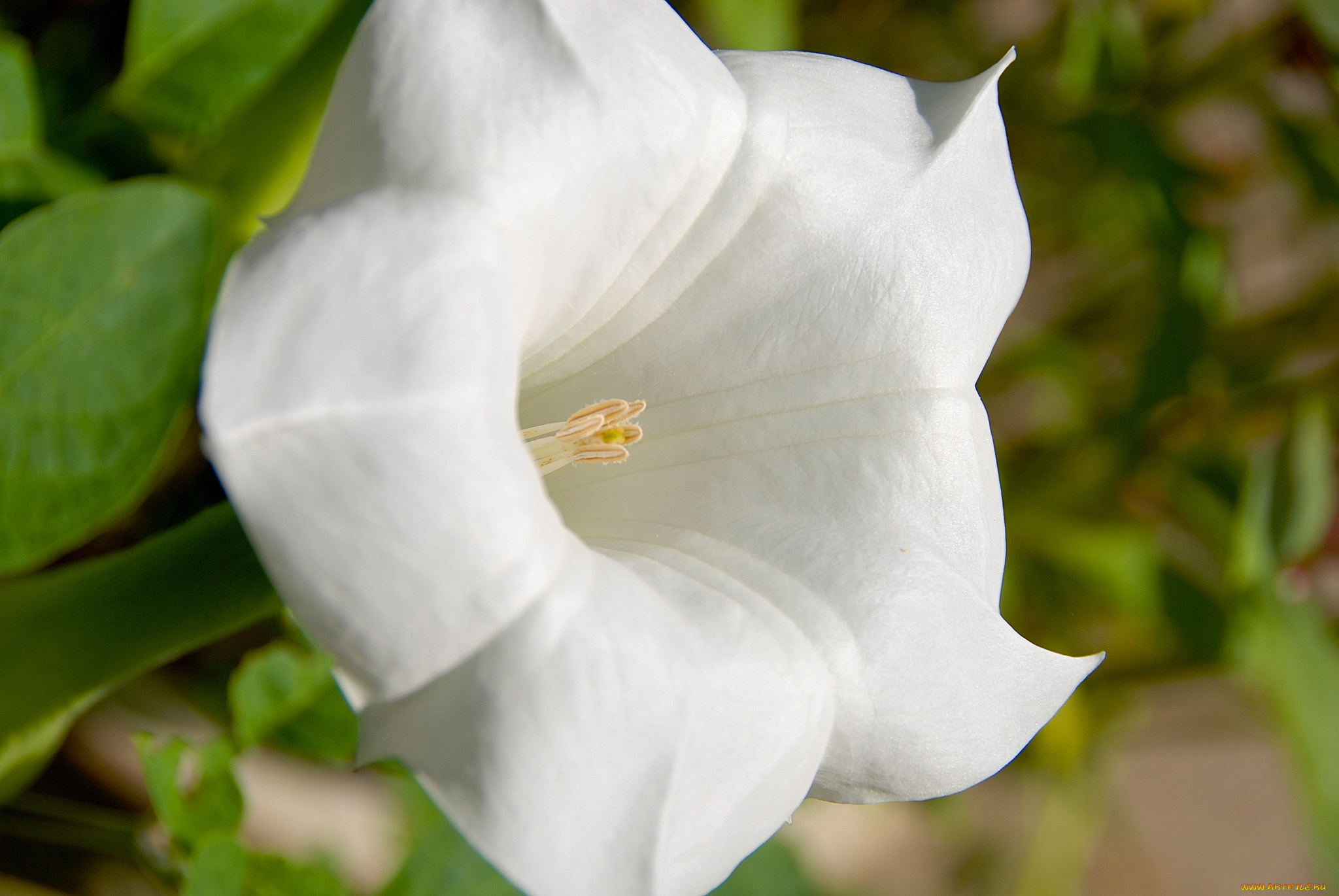 цветы, бругмансия, , дурман, , трубы, ангела, белый