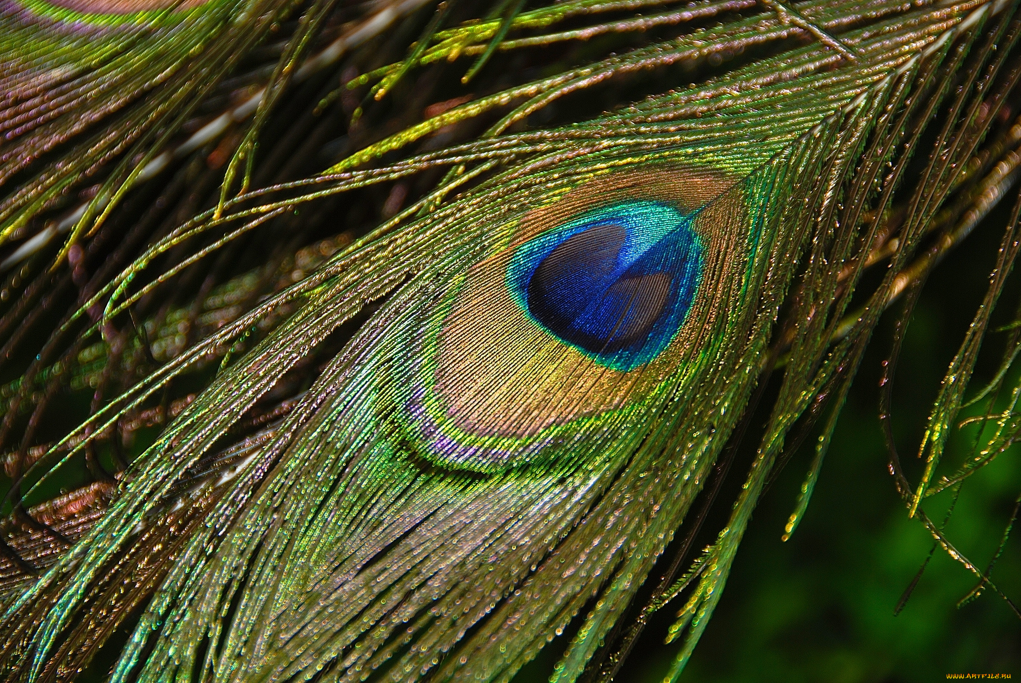 разное, перья, павлин