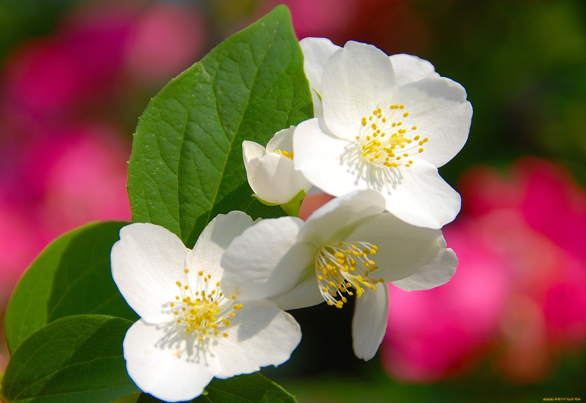 цветы, жасмин, белый