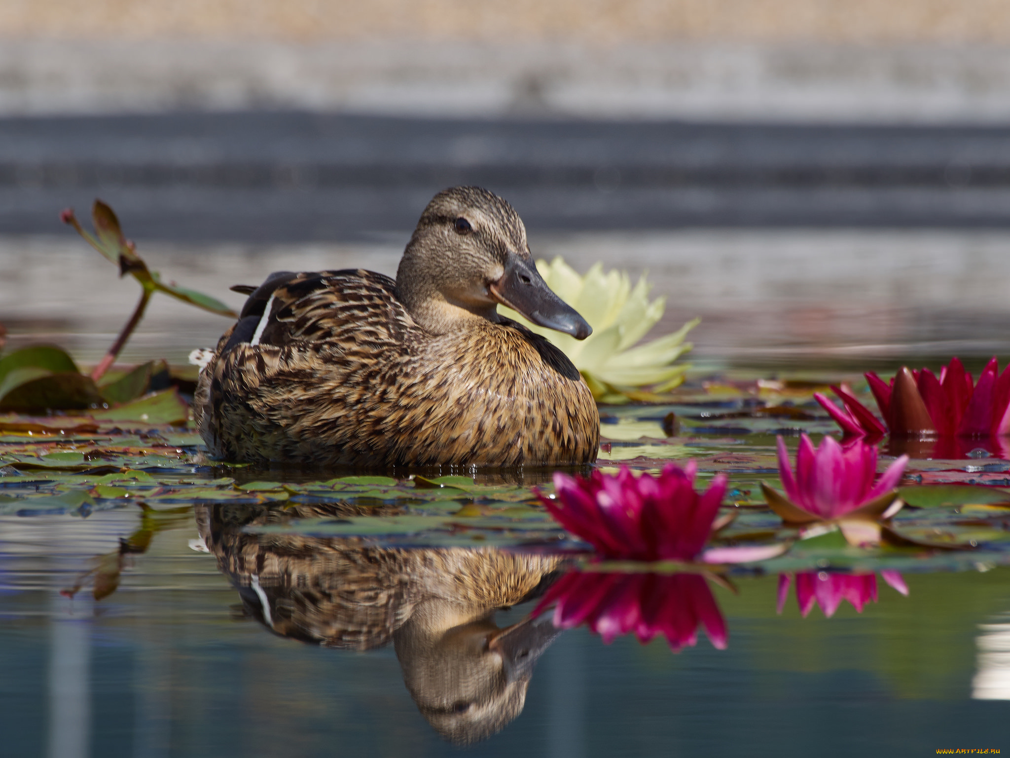 животные, утки, уточка, листья, кувшинки, озеро