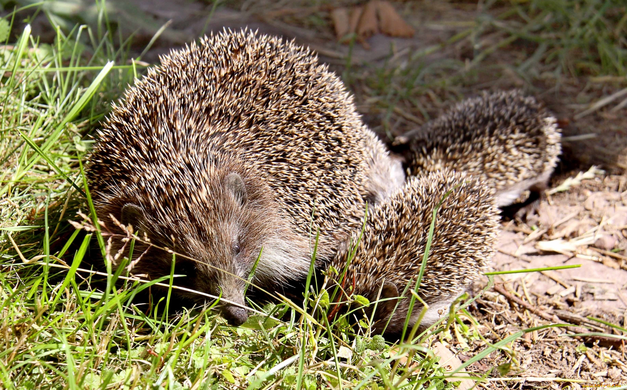 животные, ежи, колючки