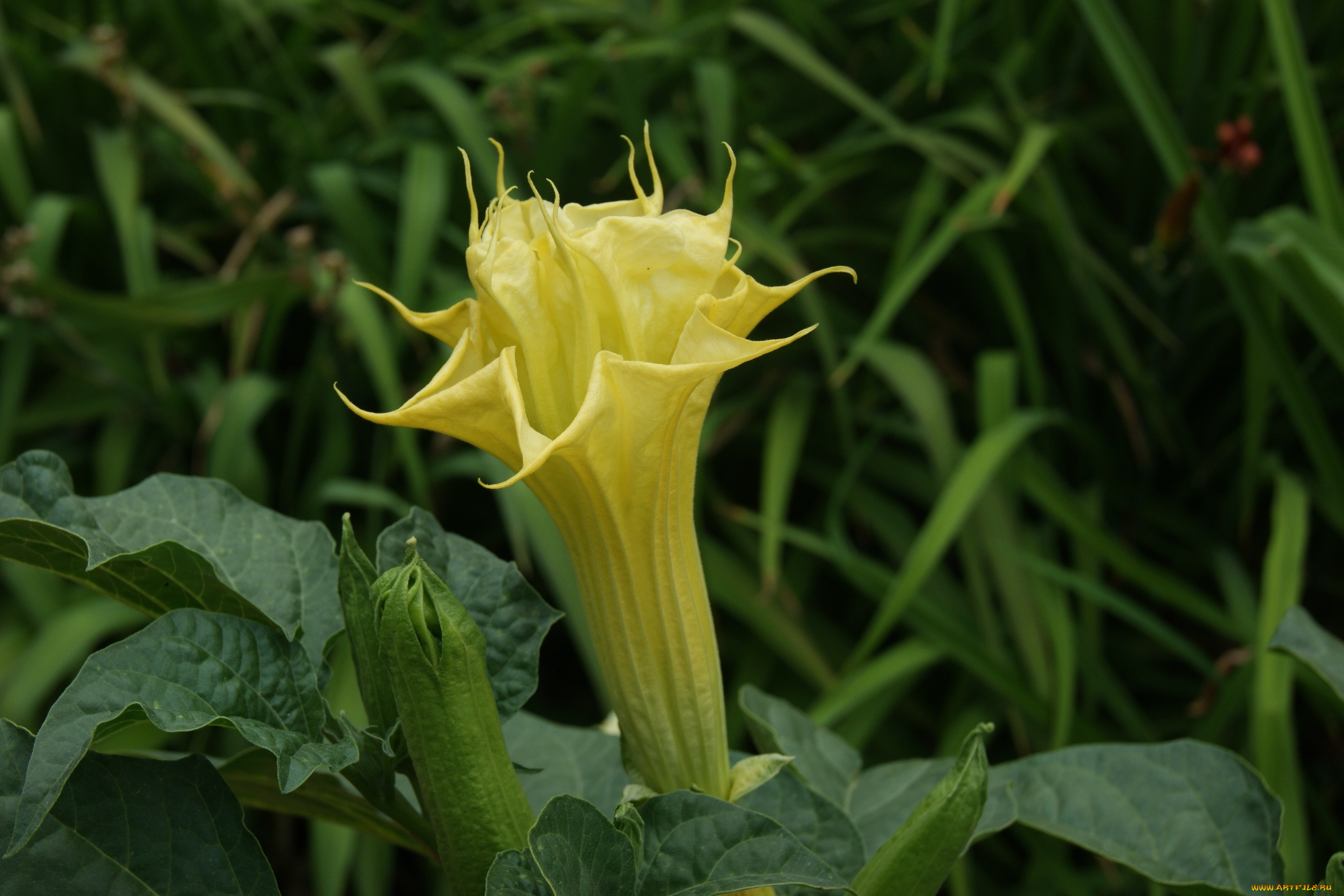 цветы, бругмансия, , дурман, , трубы, ангела, зеленый, фон, цветок