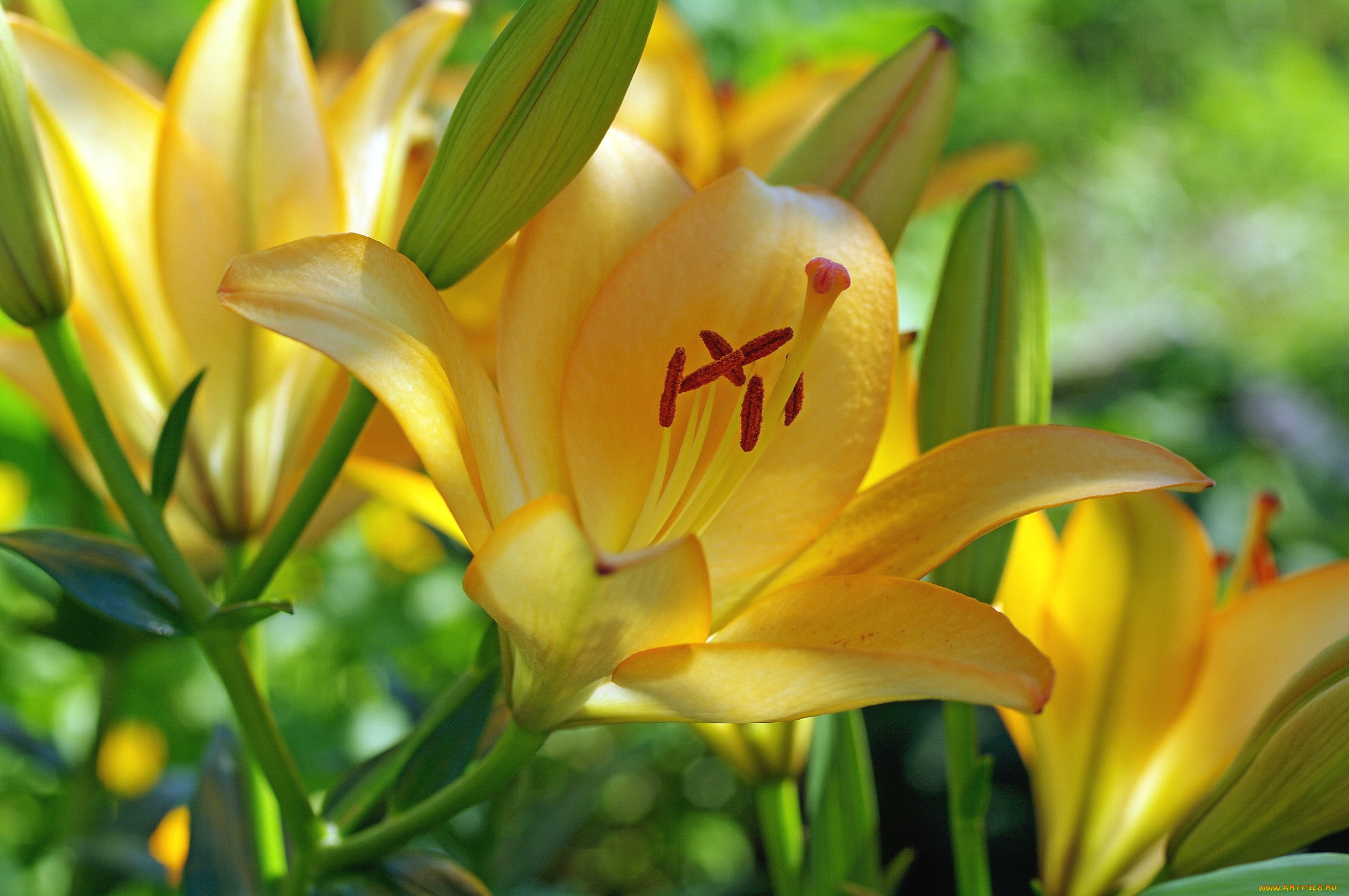 цветы, лилии, , лилейники, желтый