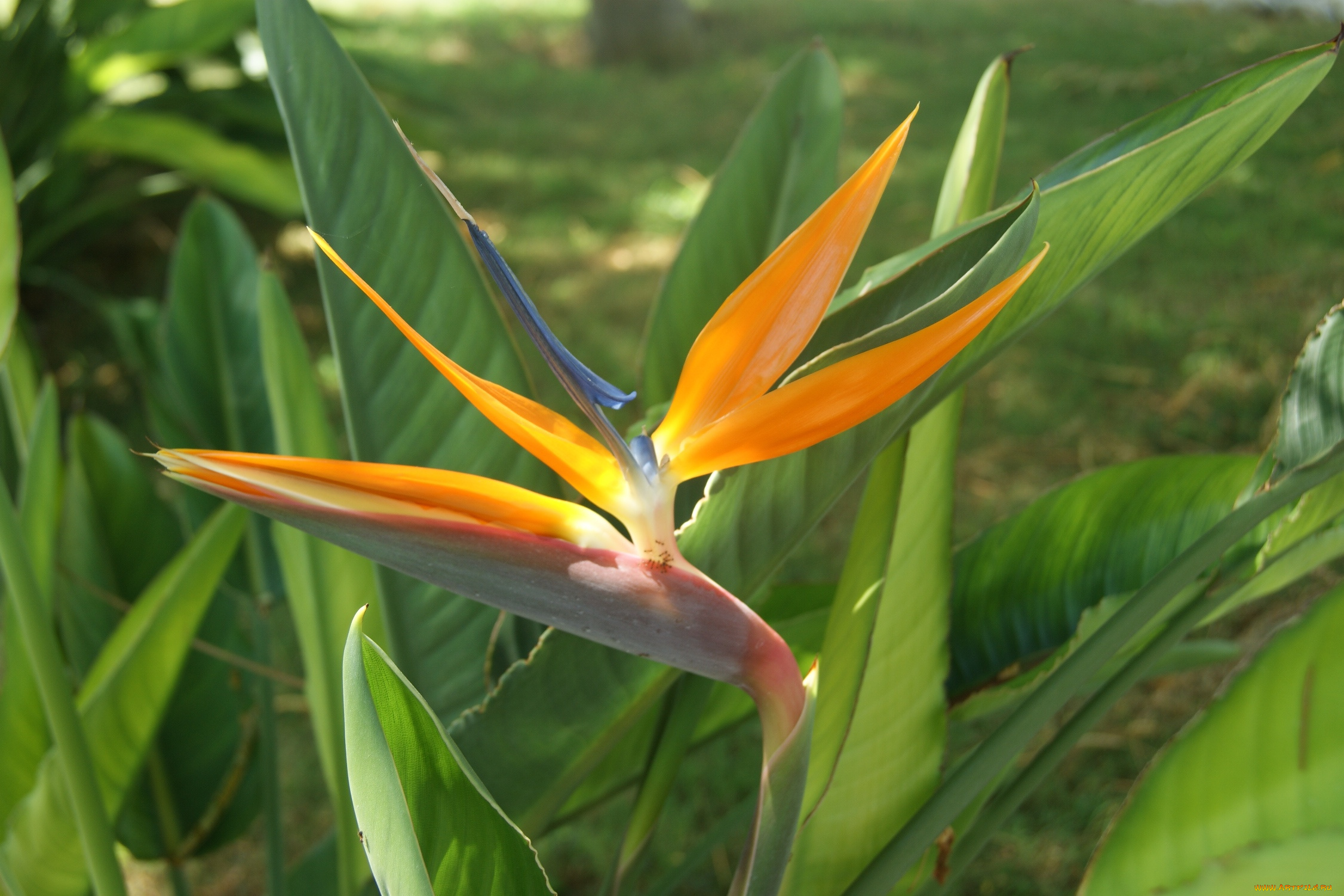 цветы, стрелиция, , райская, птица, зеленый, фон, цветок