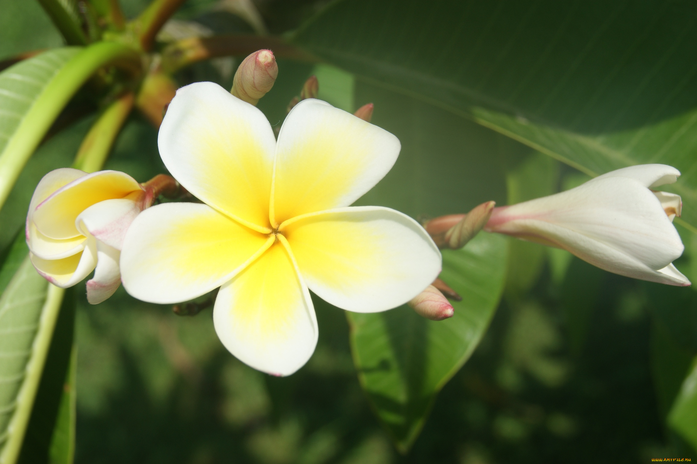 цветы, плюмерия, зеленый, фон, бутоны, цветки