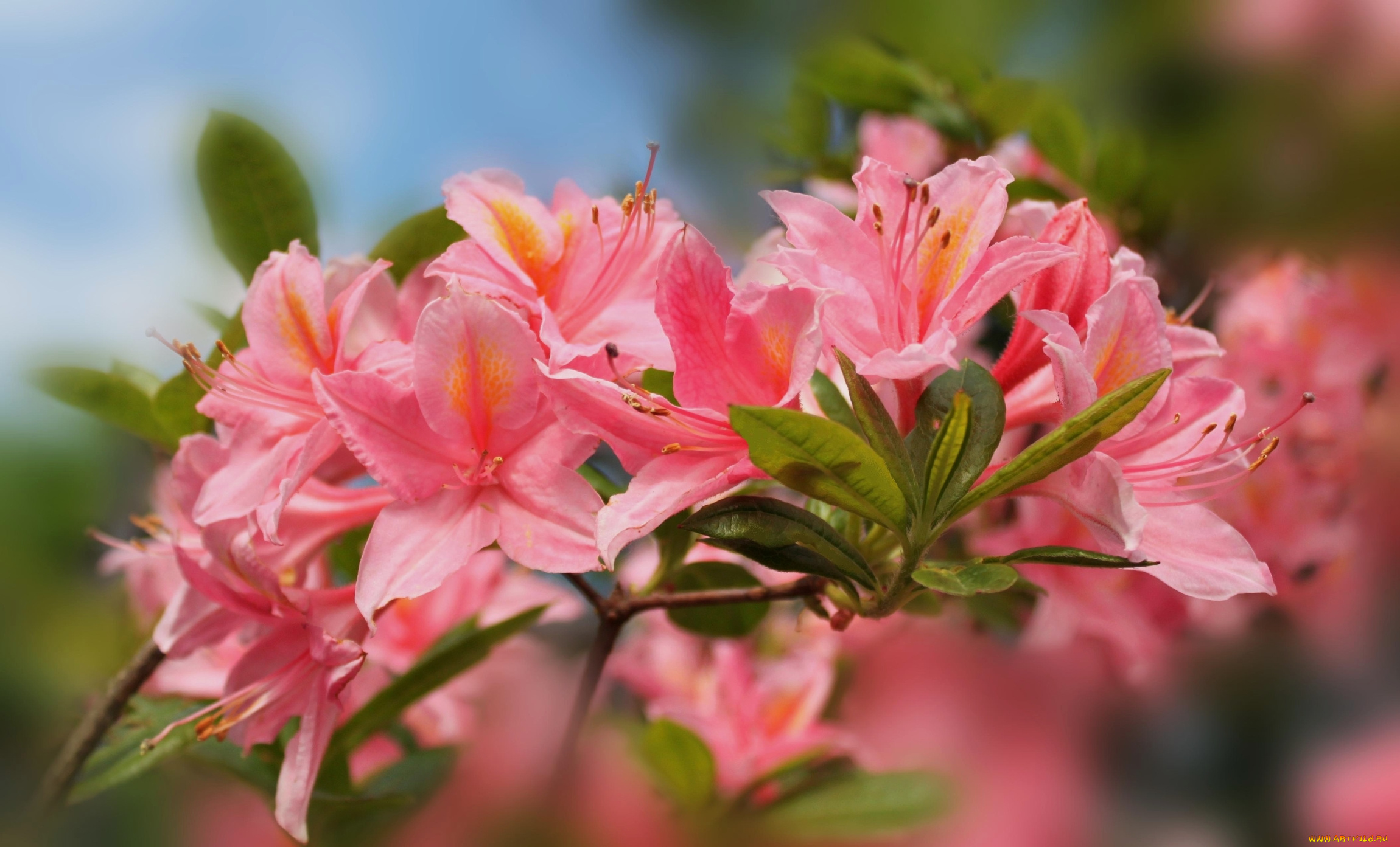 цветы, рододендроны, , азалии, розовый