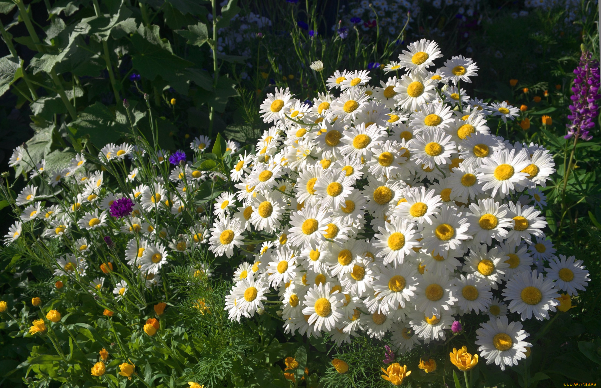 цветы, ромашки, букетик