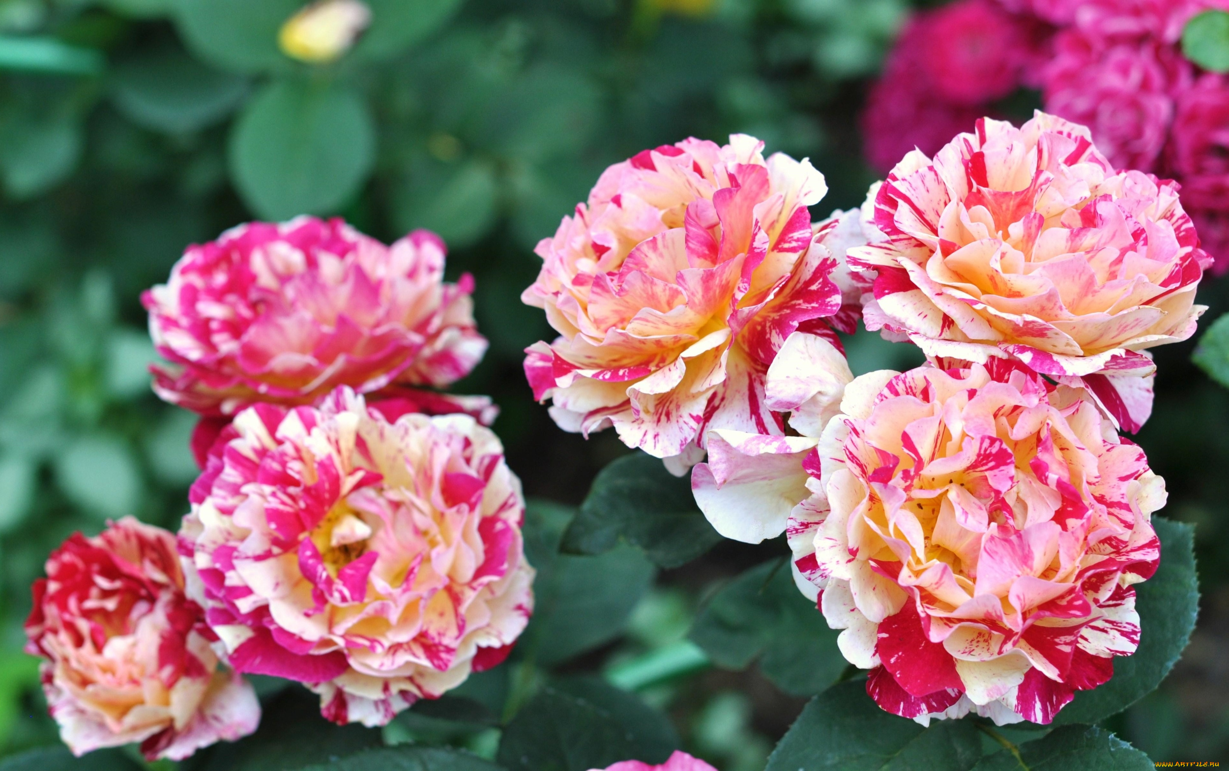 цветы, розы, пестрый