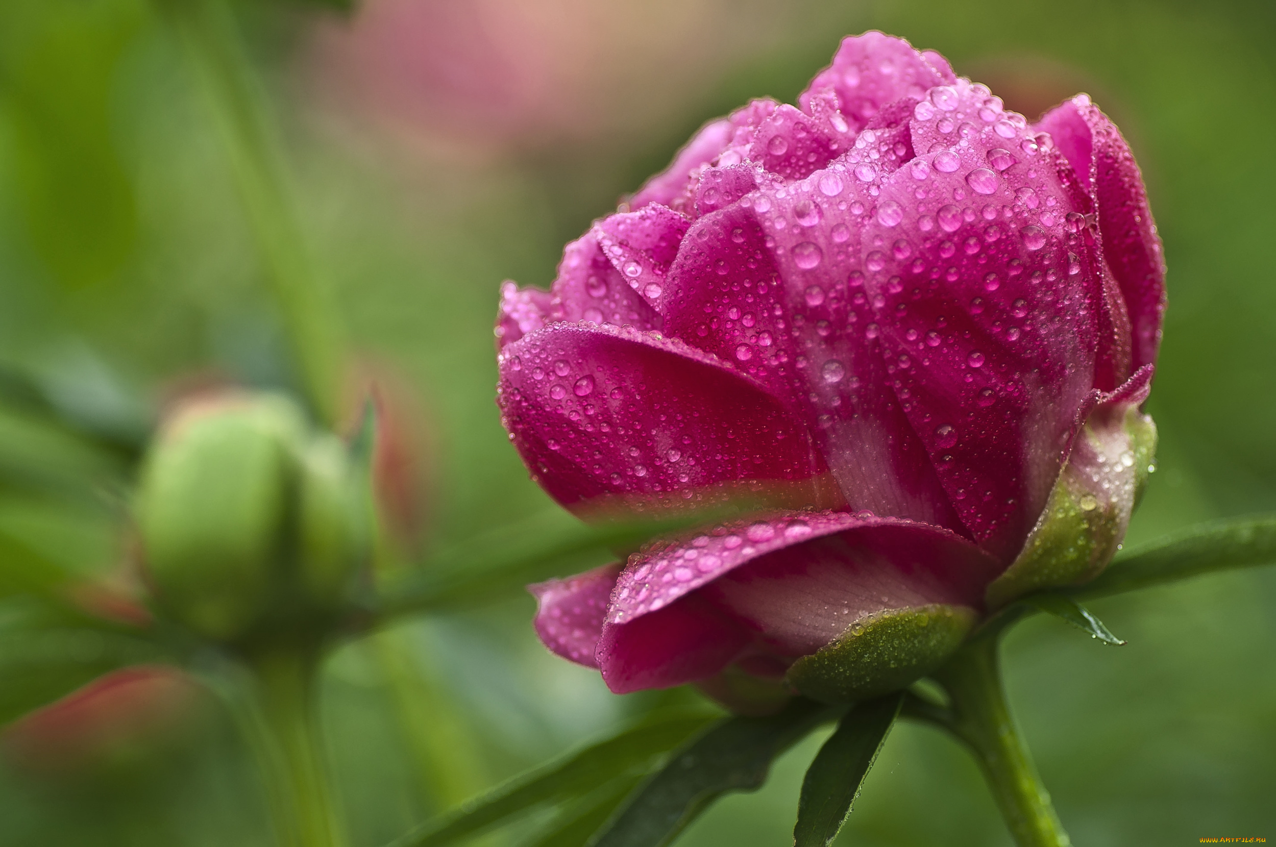 цветы, пионы, розовый