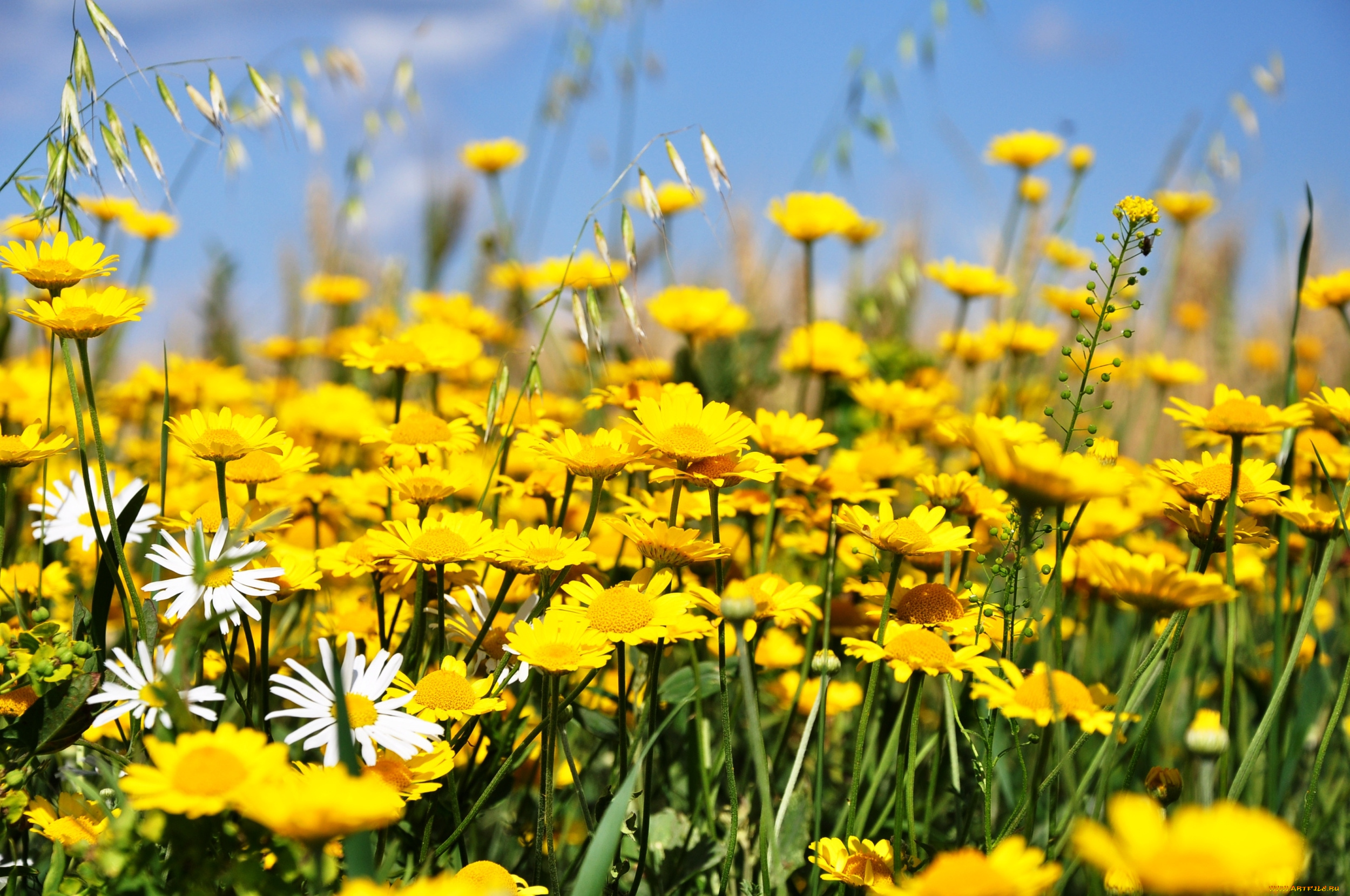 цветы, ромашки, желтый