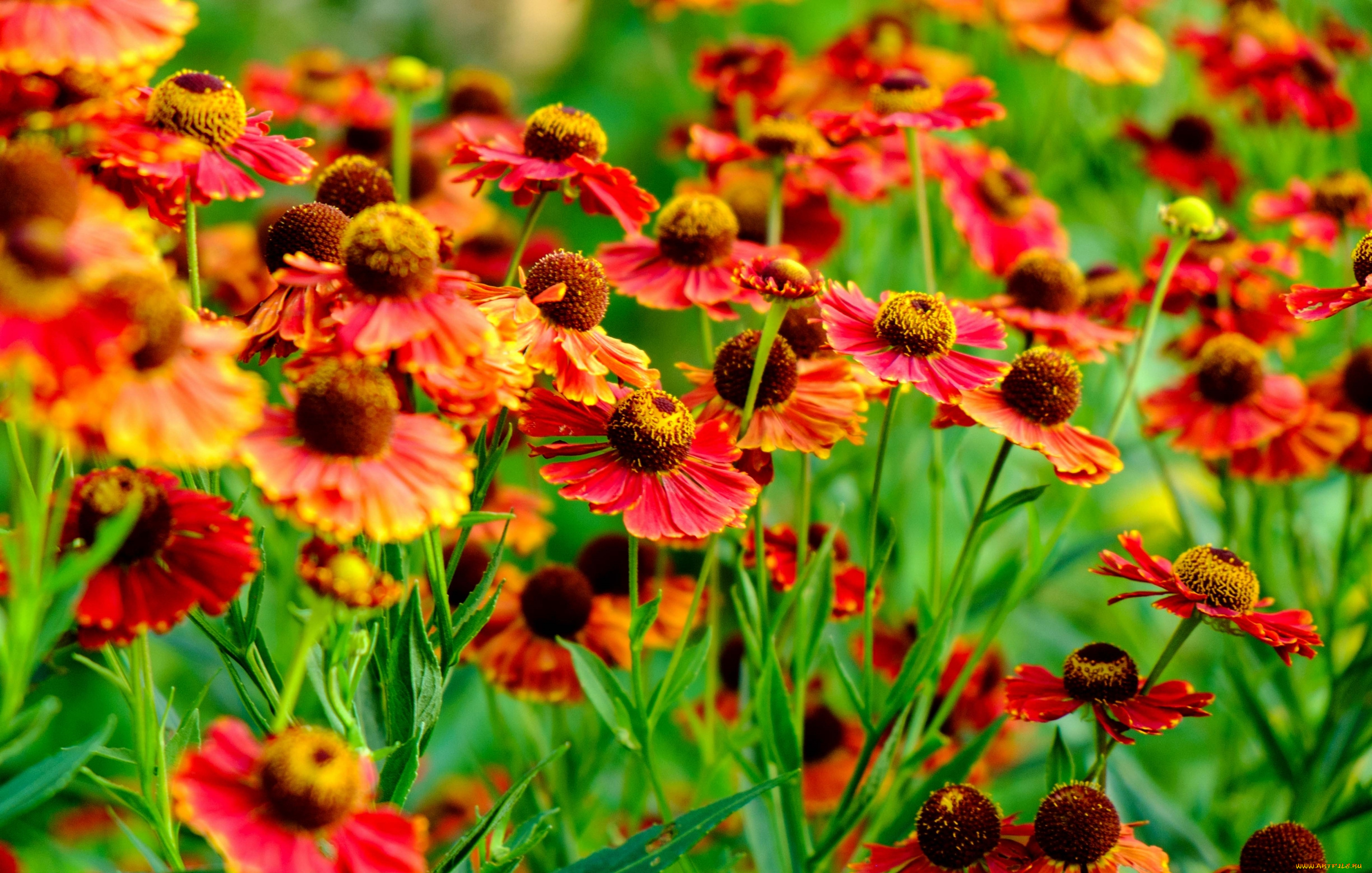 цветы, гайлардии, , гелениумы, оранж