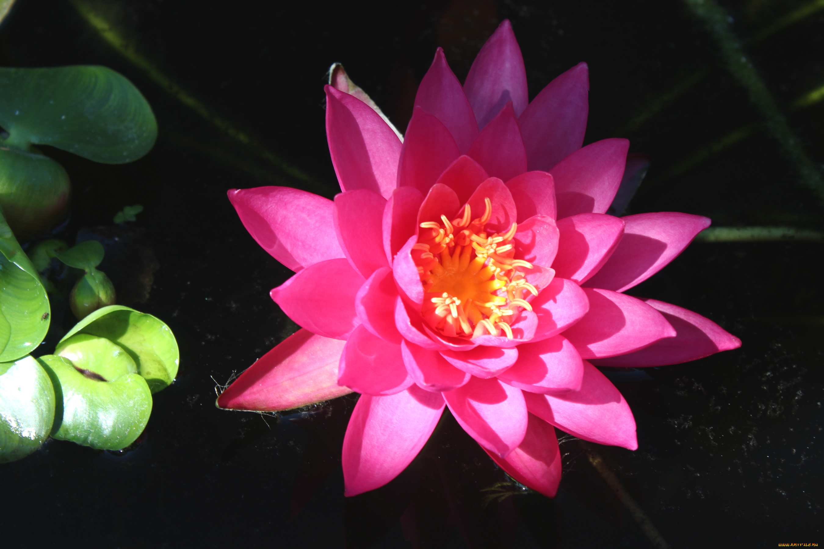 цветы, лилии, водяные, , нимфеи, , кувшинки, розовый