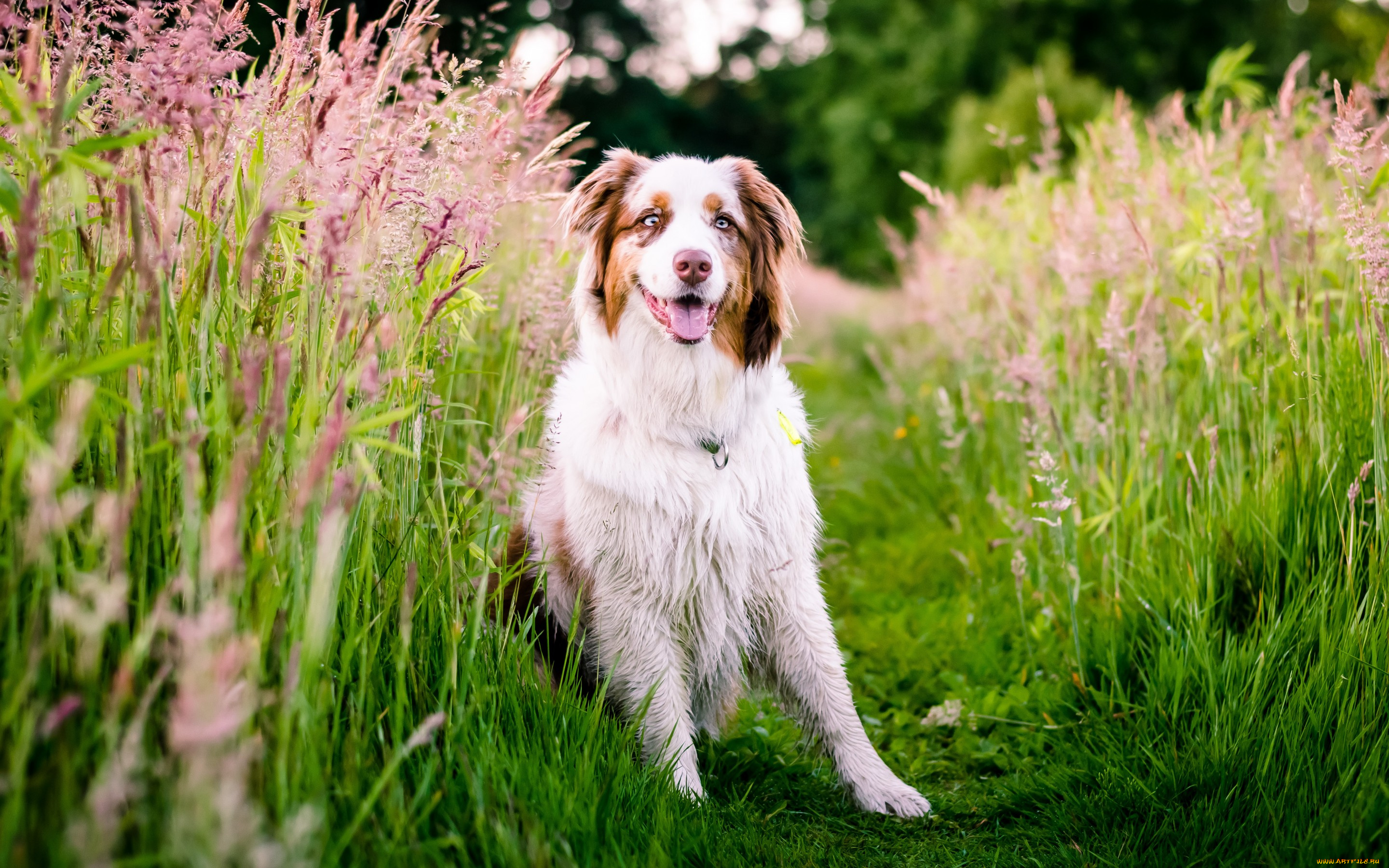 животные, собаки, луг, природа, трава, австралийская, овчарка, собака