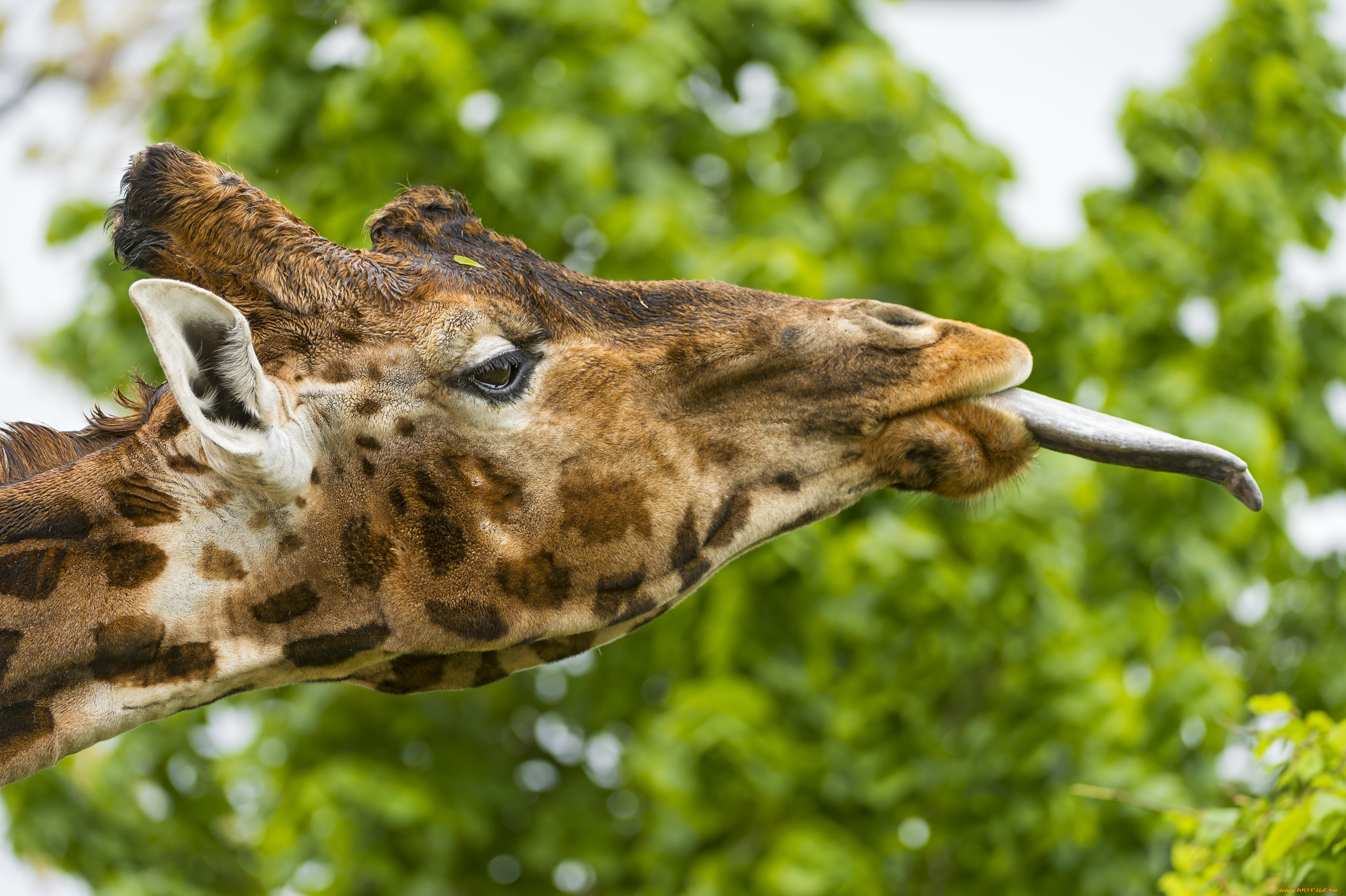 животные, жирафы, язык