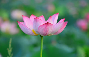 Картинка цветы лотосы лепестки