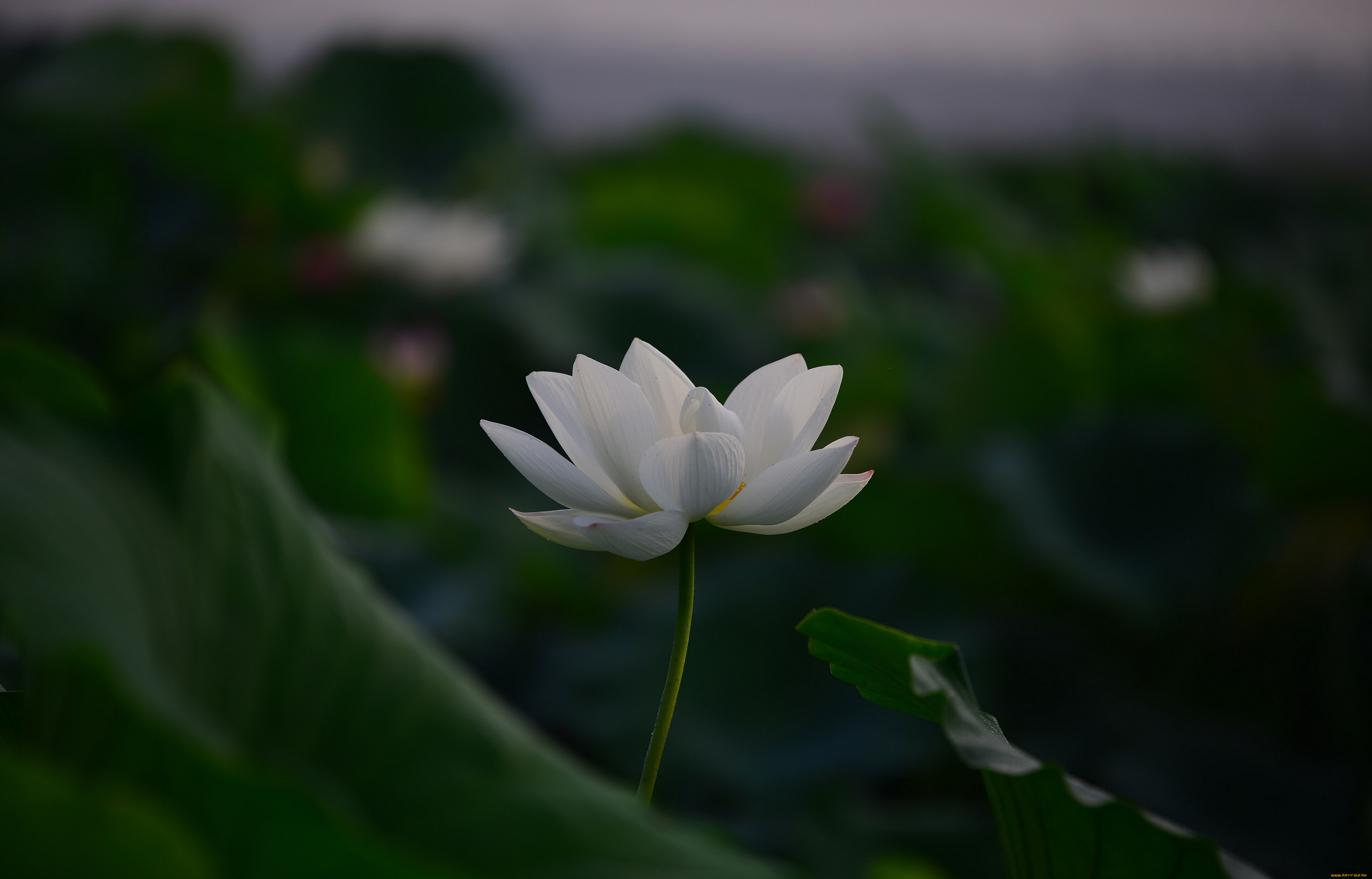 цветы, лотосы, лепестки