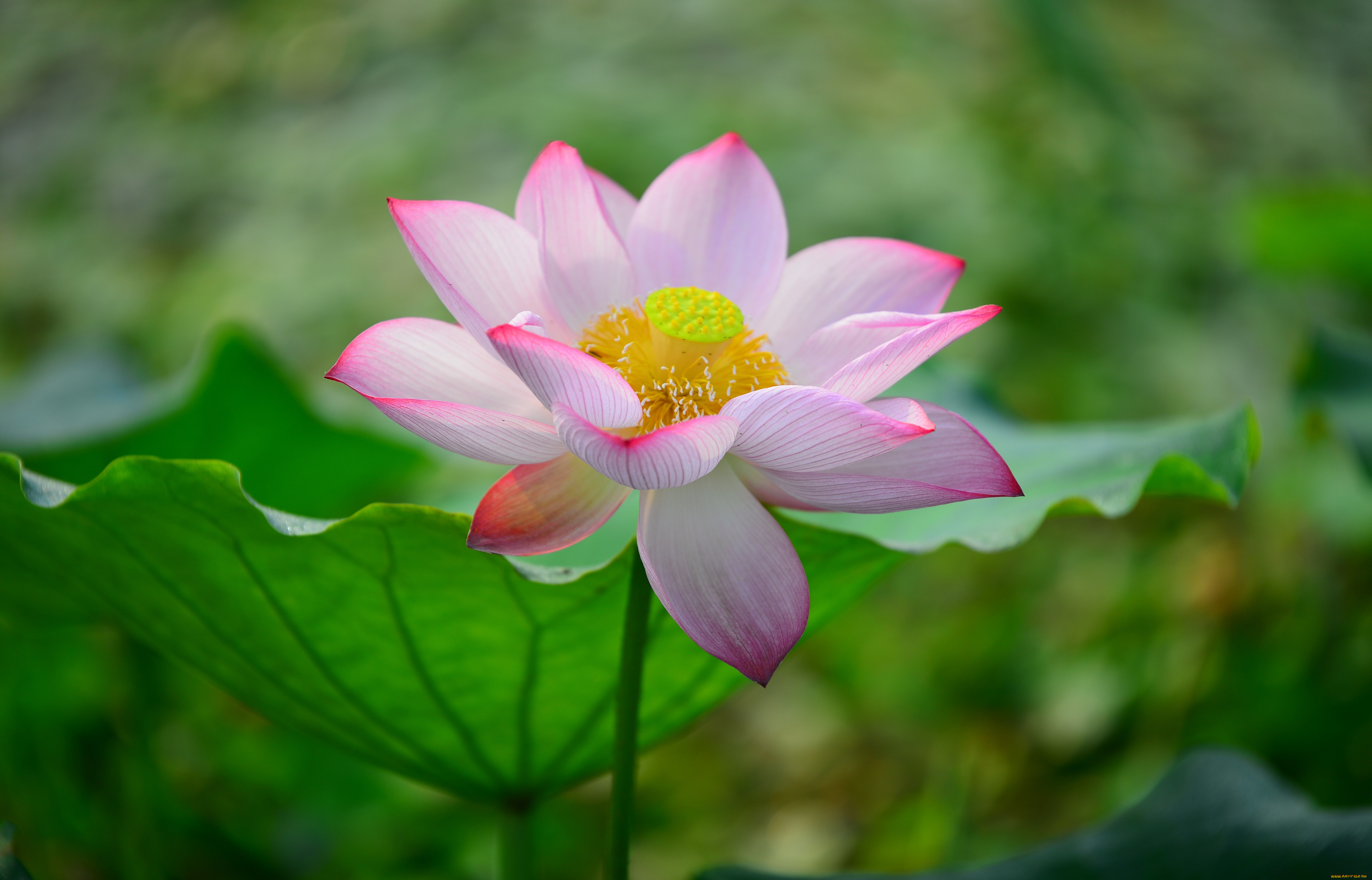 цветы, лотосы, лепестки