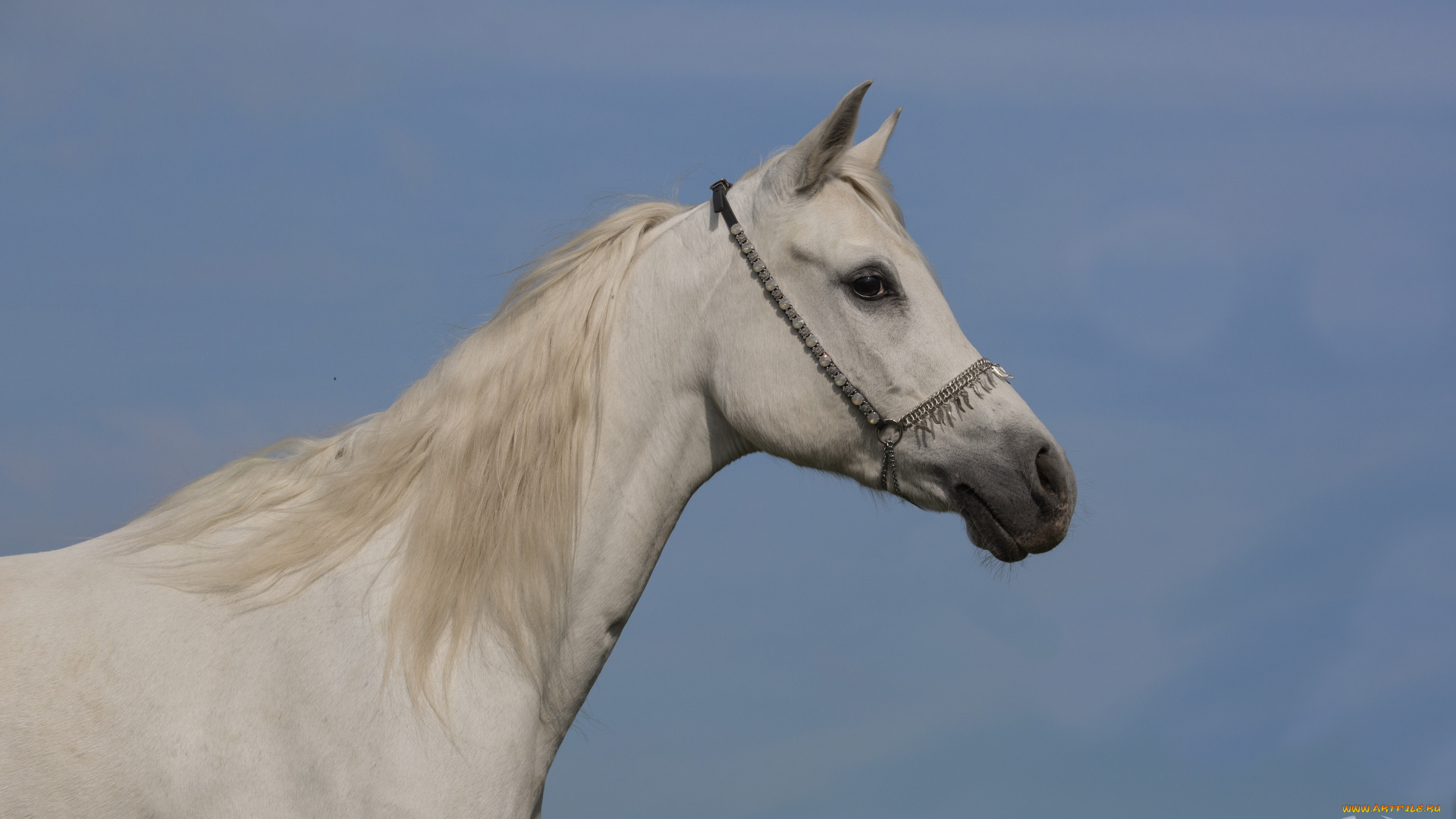 автор, , oliverseitz, животные, лошади, белый, конь, грива, небо, красавец, профиль