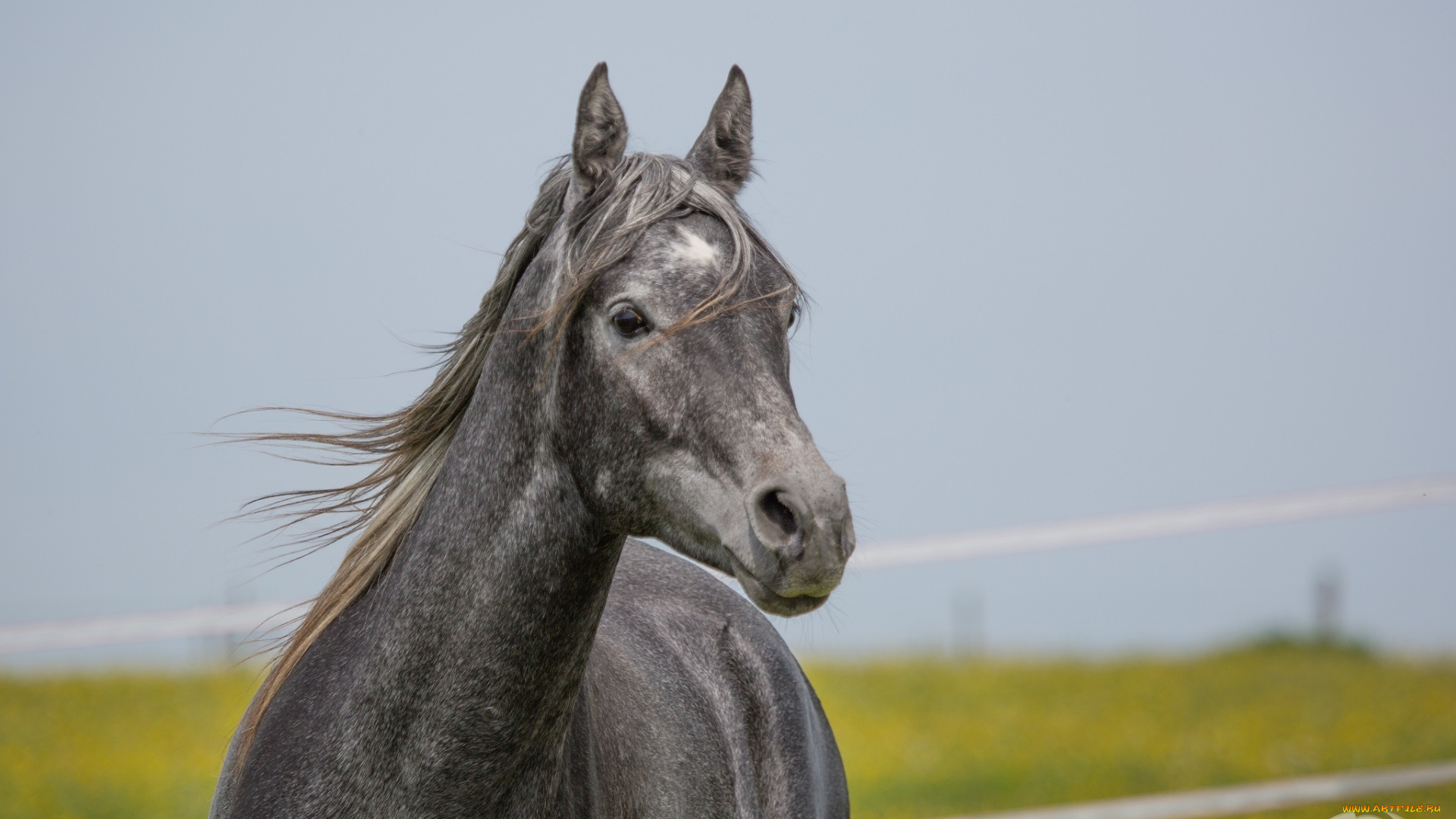 автор, , oliverseitz, животные, лошади, грива, морда, серый, конь