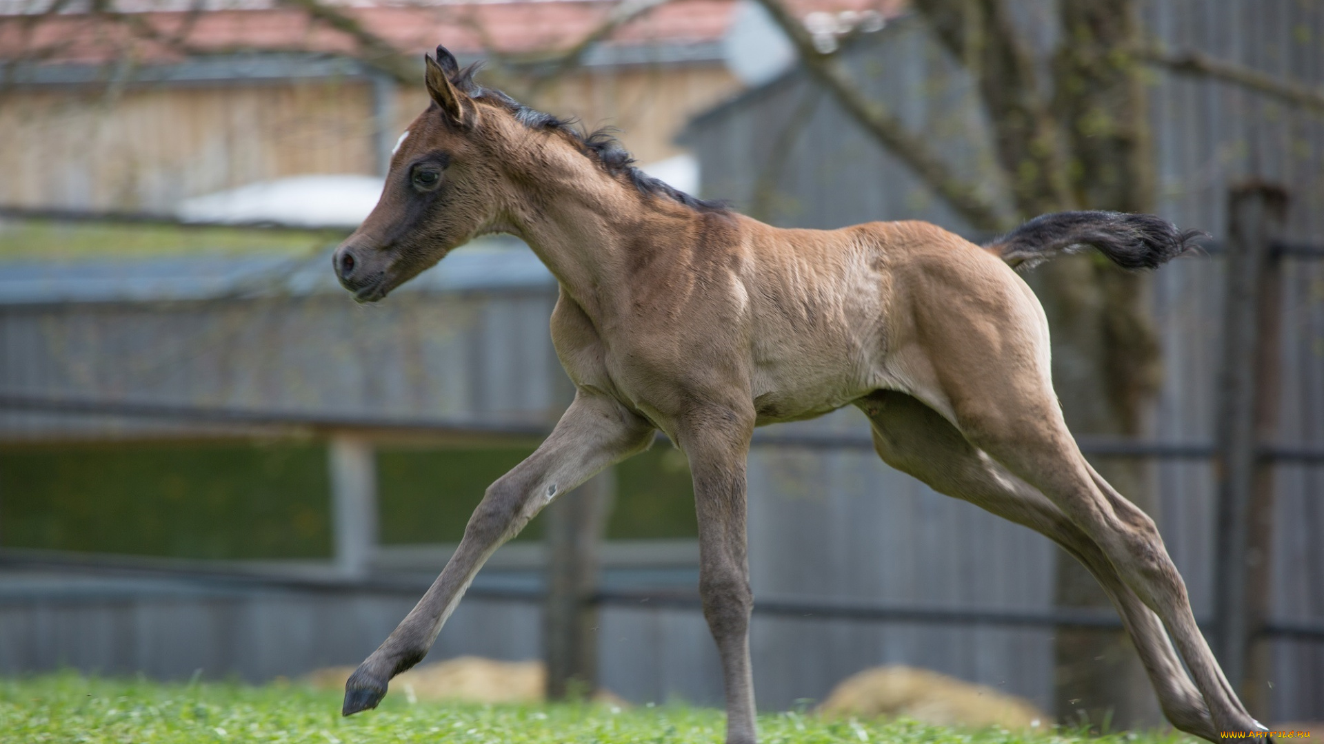 автор, , oliverseitz, животные, лошади, скорость, игра, движение, бег, детёныш, жеребёнок