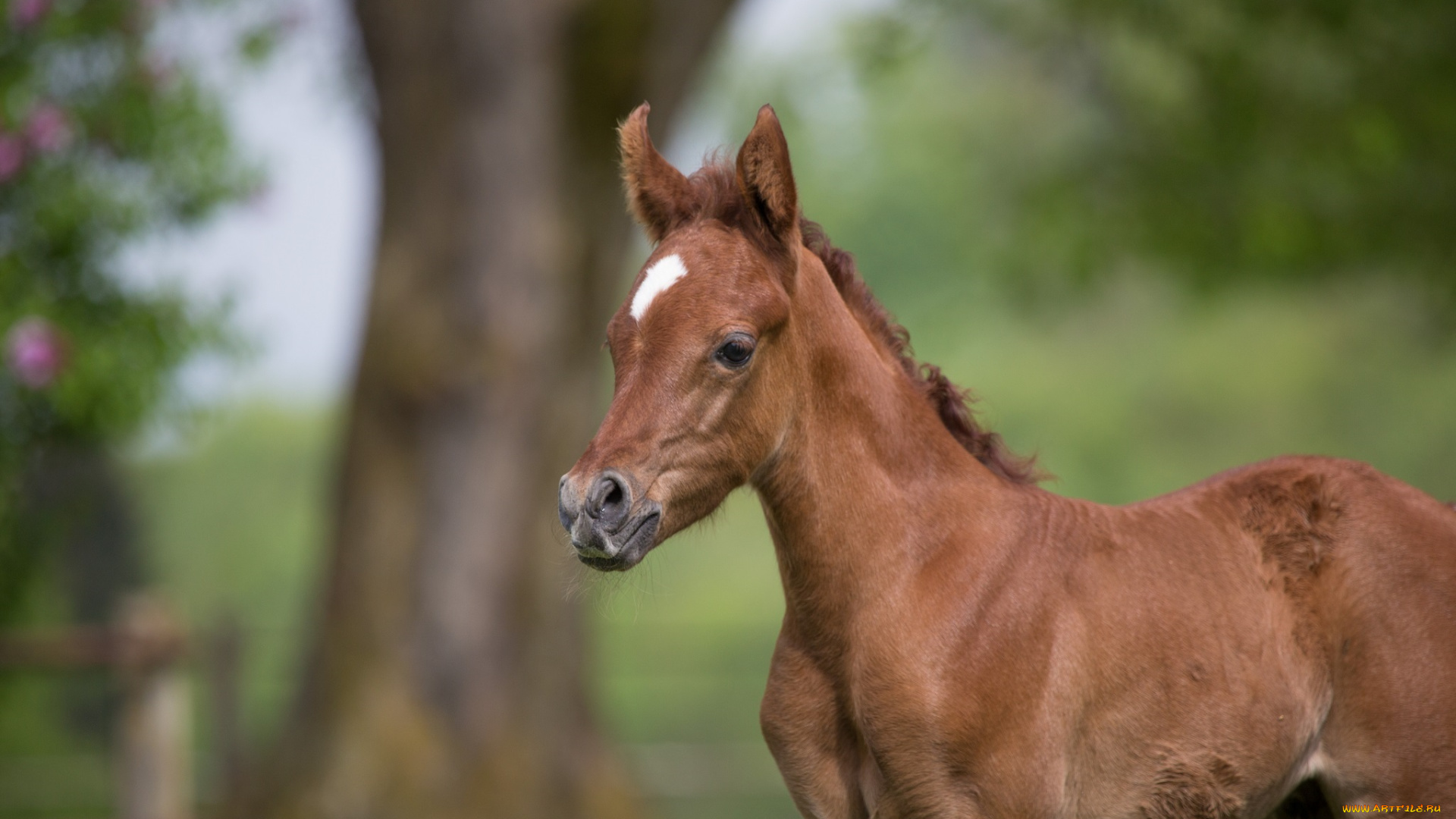 автор, , oliverseitz, животные, лошади, жеребёнок, красавчик, морда, детёныш