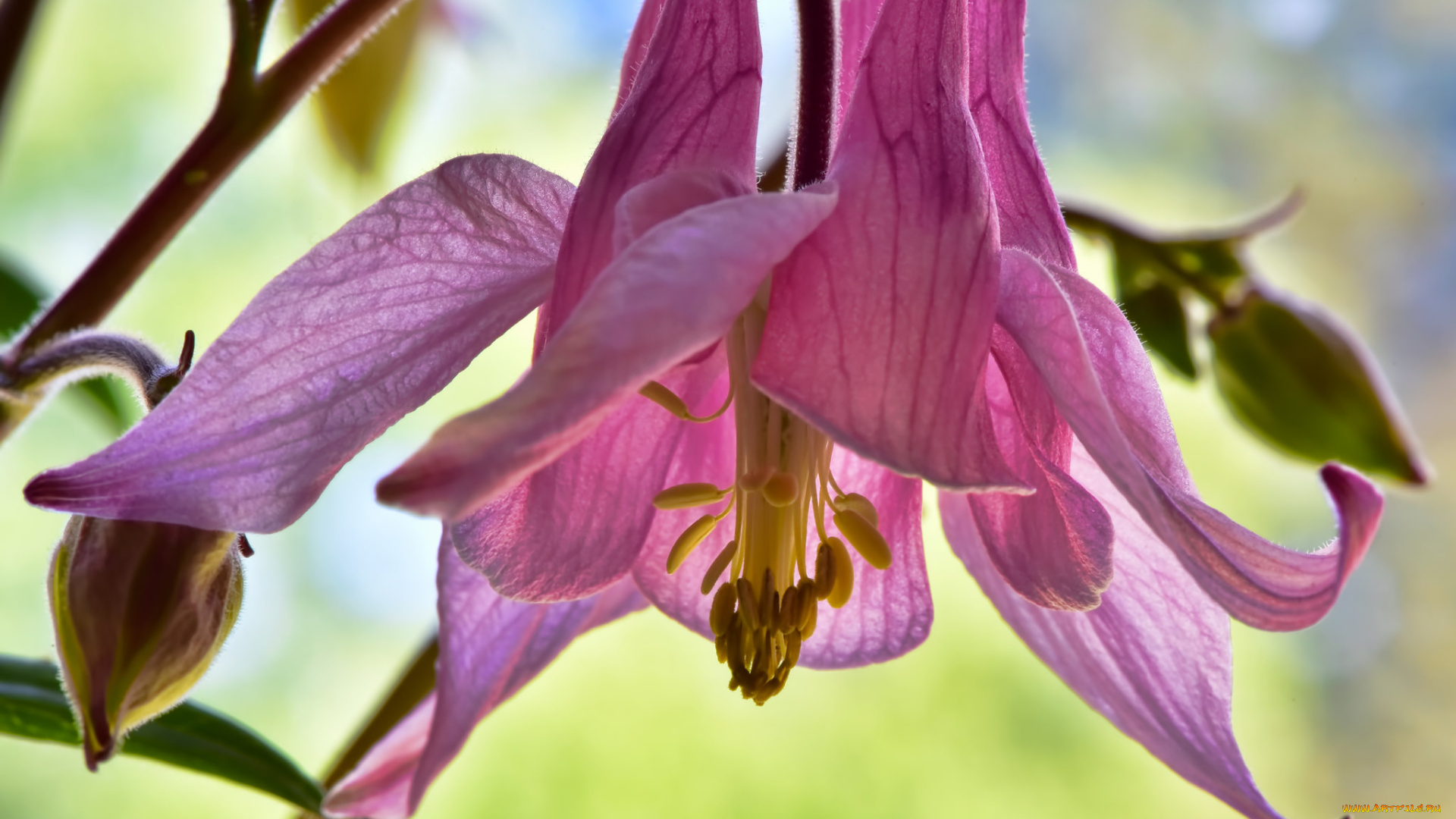 цветы, аквилегия, , водосбор