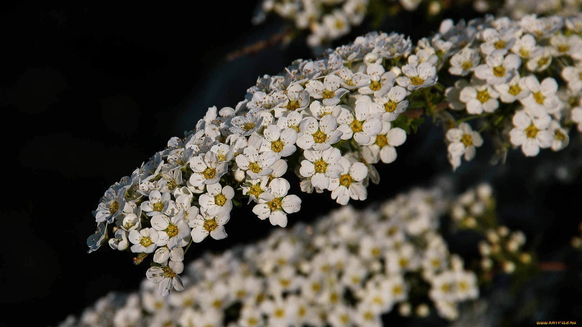 цветы, белая, невеста