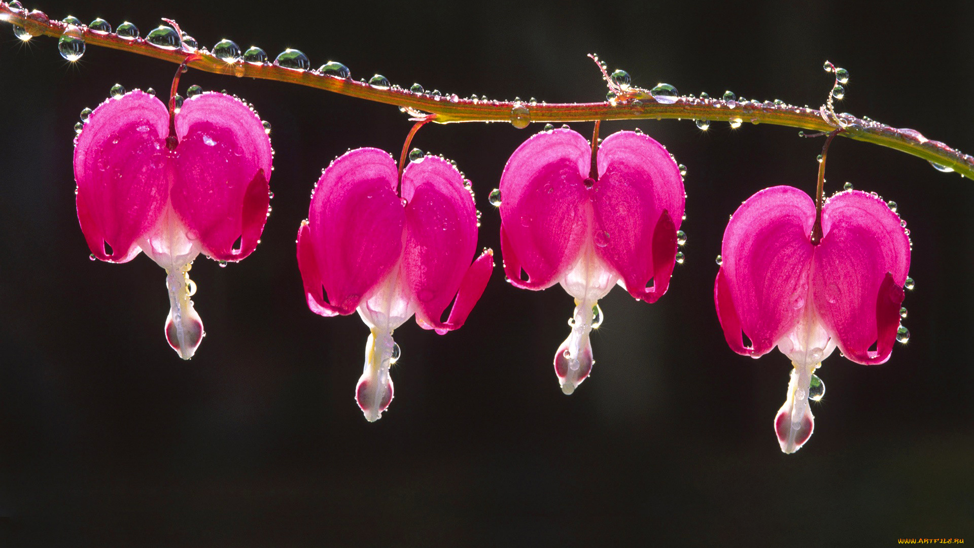 цветы, дицентра, , разбитое, сердце, разбитое, сердце, роса, капли