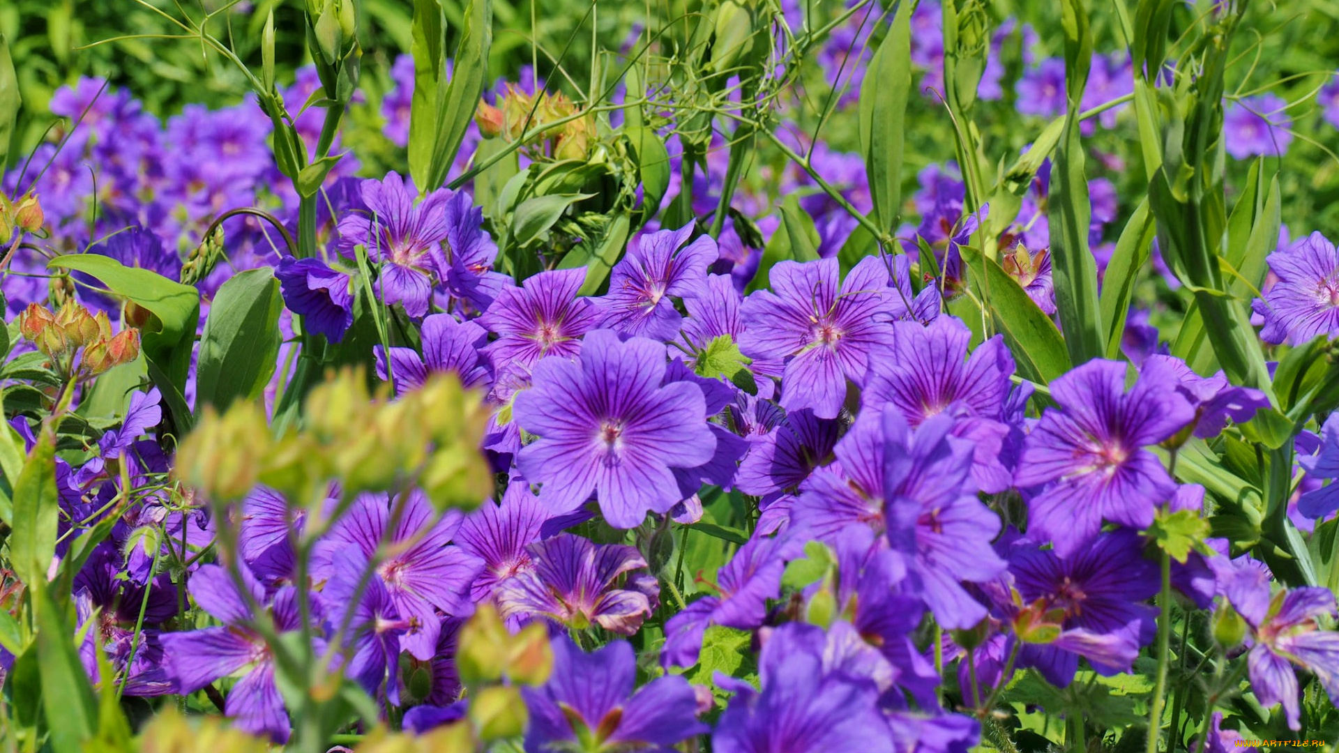 цветы, герань, лепестки, норвежская, макро, фиолетовый